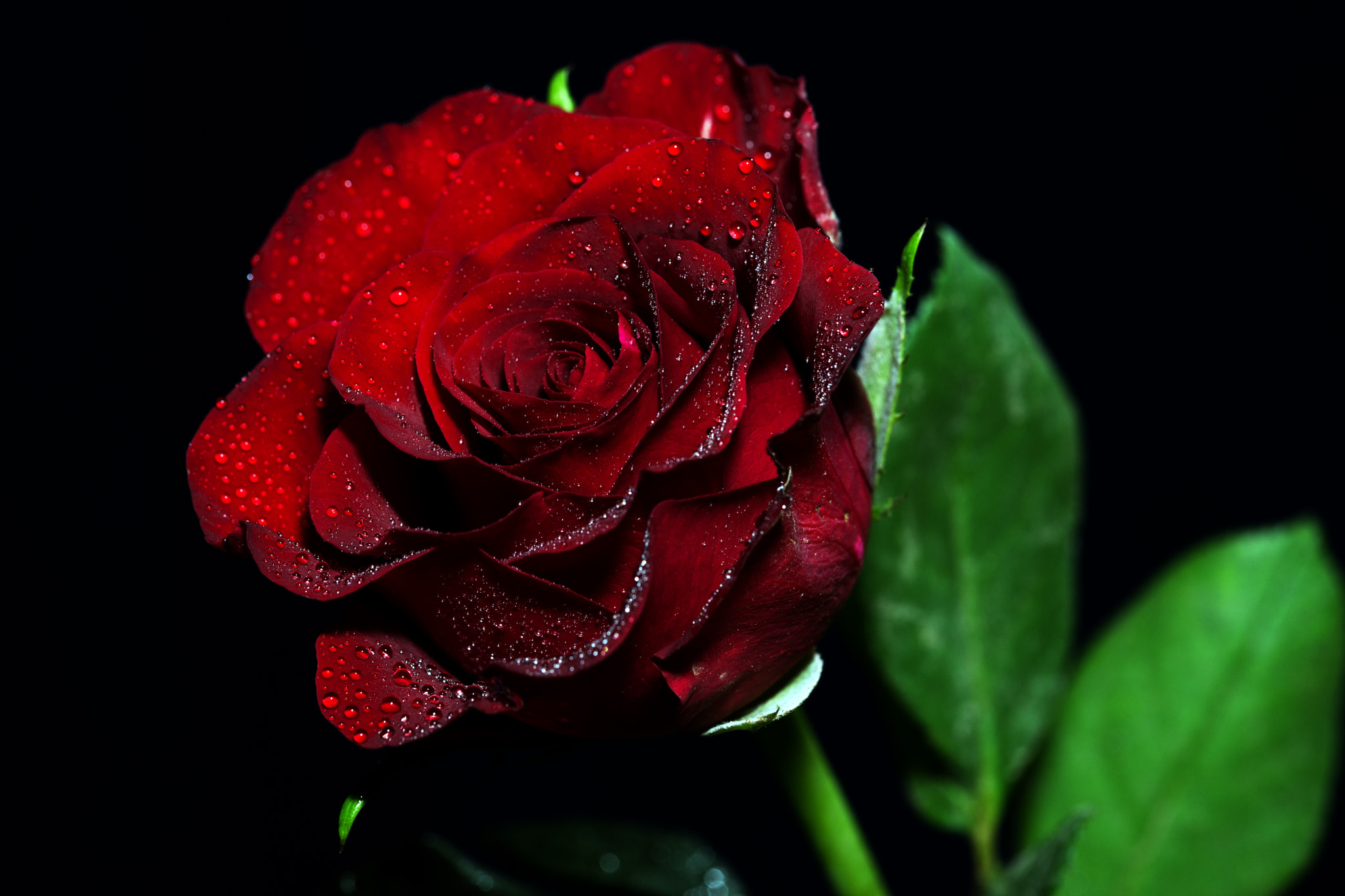 Sony a99 II + 105mm F2.8 sample photo. Red rose photography
