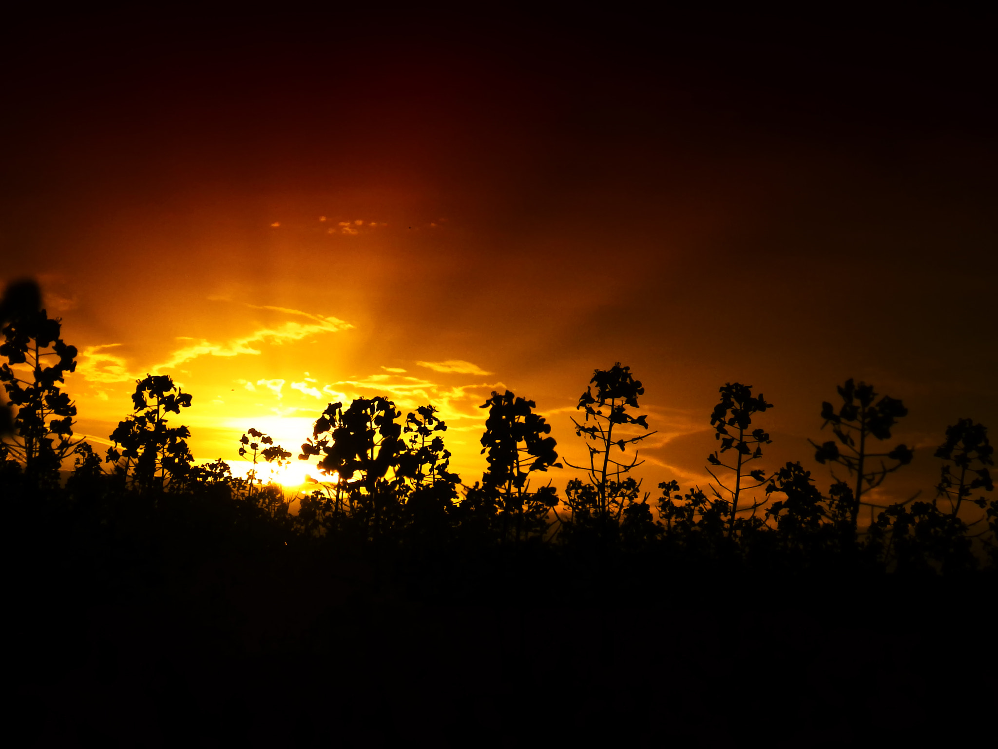 Pentax X-5 sample photo. Rural sunset photography