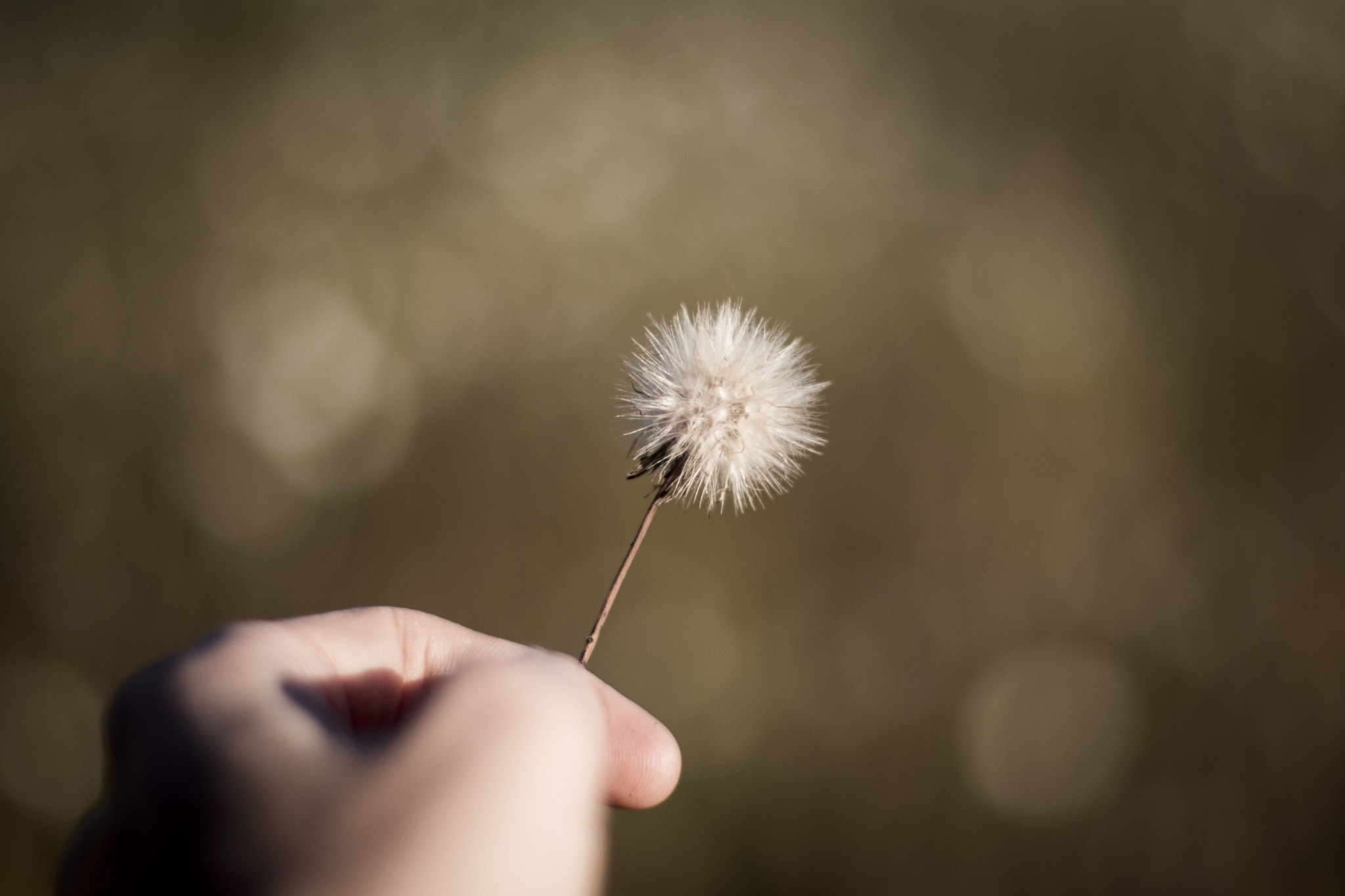 Canon EOS 80D + Canon EF 50mm F1.4 USM sample photo. Make a wish photography