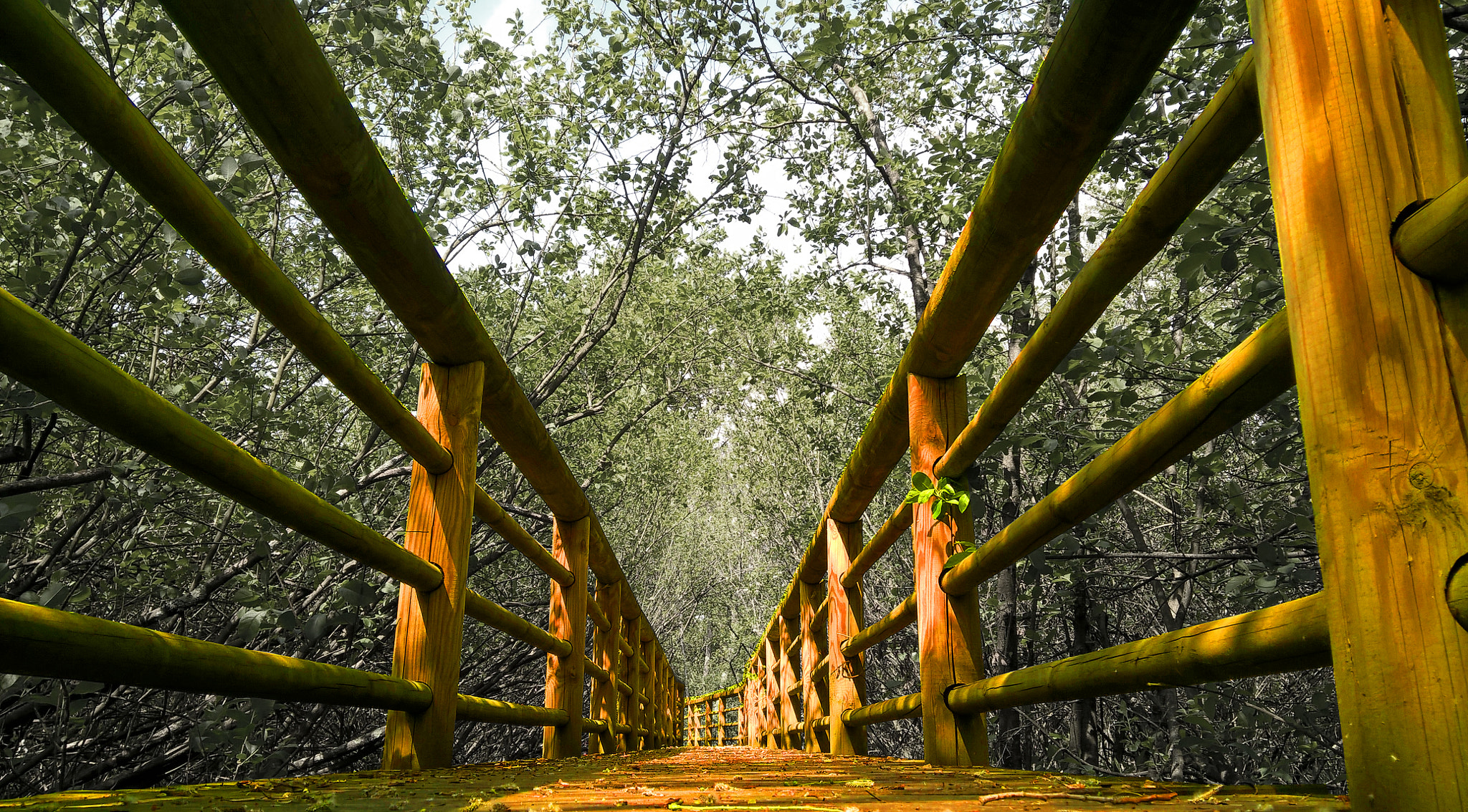 Microsoft Lumia 640 XL sample photo. Wooden catwalk photography