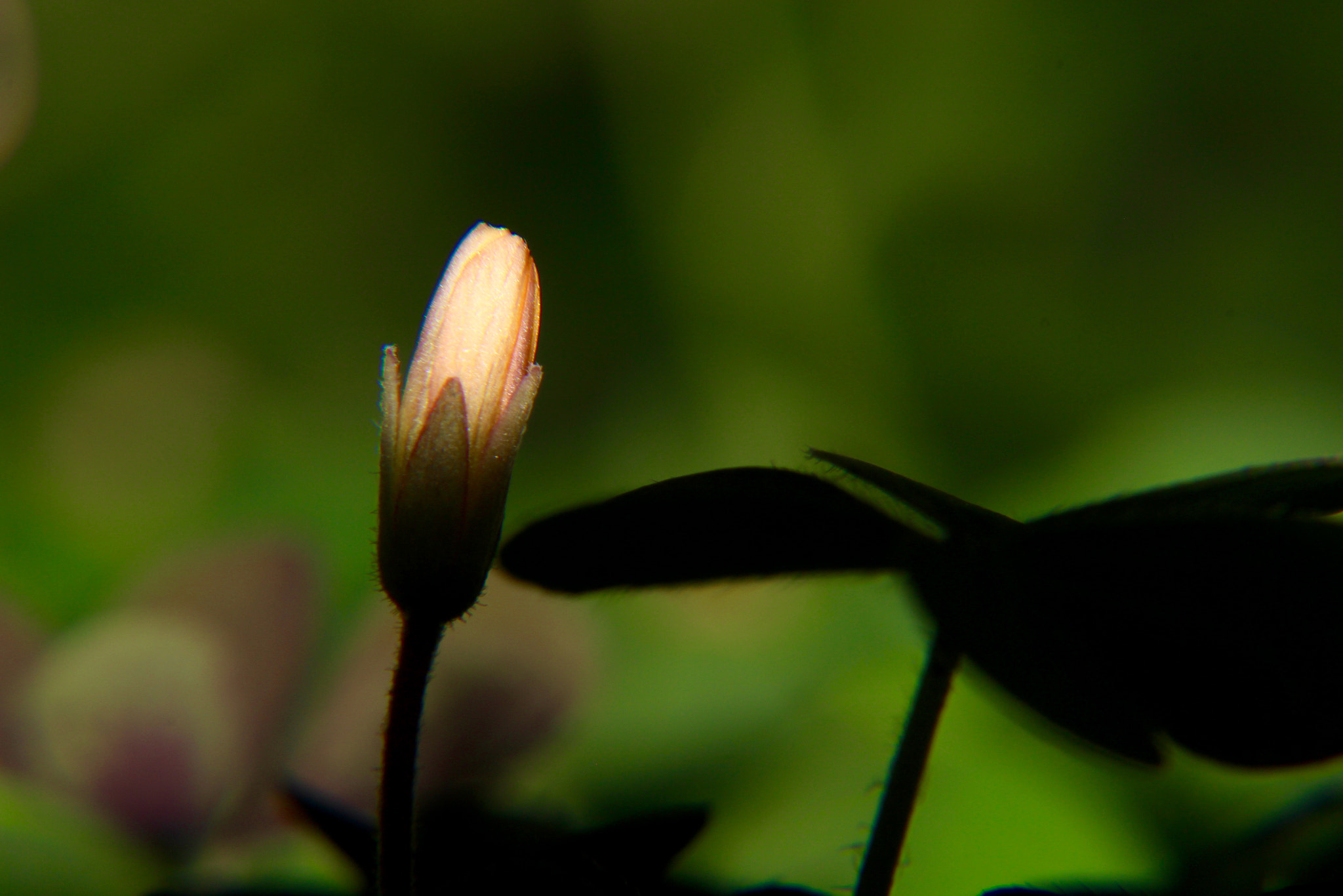 Canon EF 70-300mm F4-5.6 IS USM sample photo. Sunrise photography