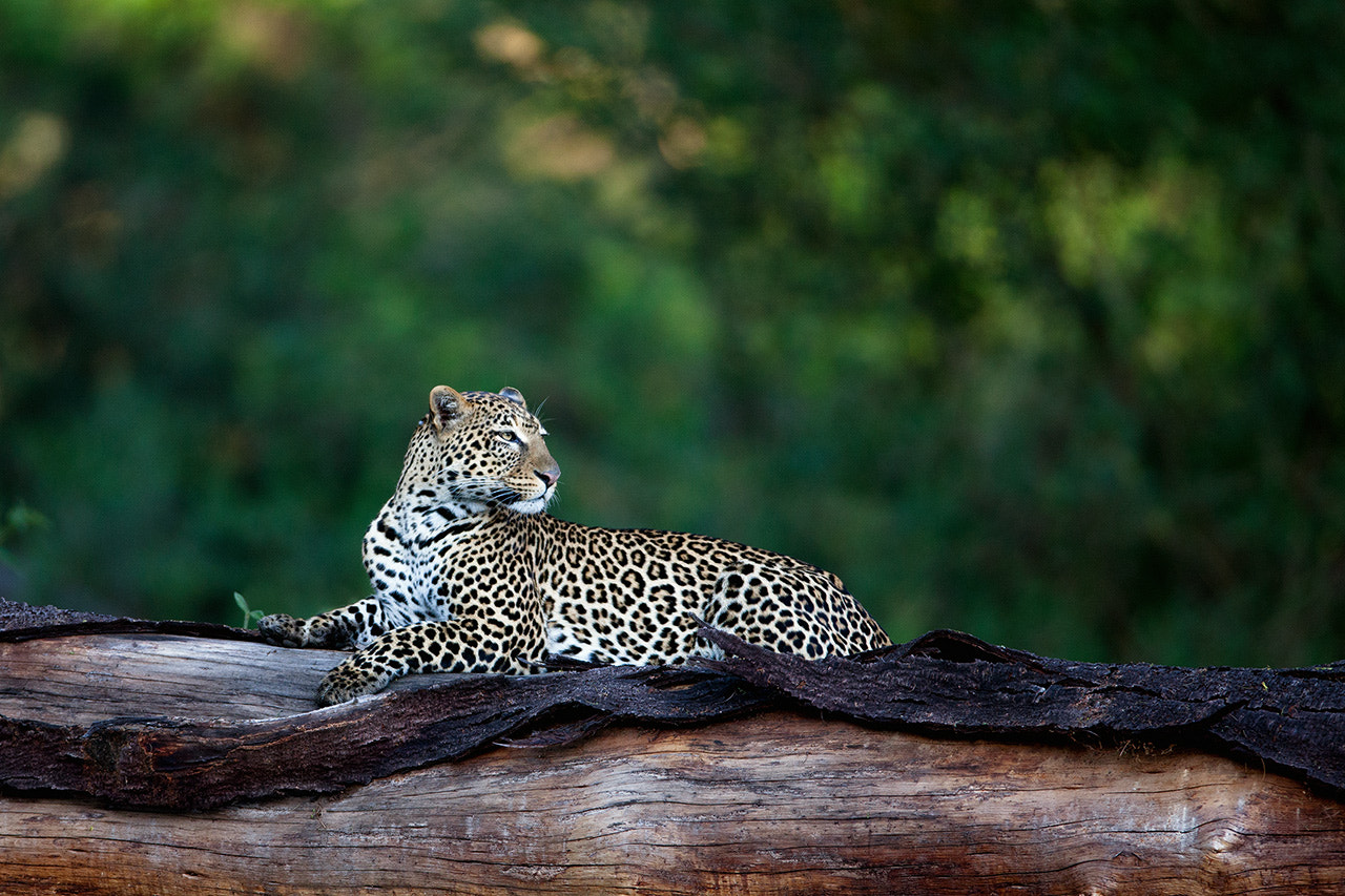 Canon EF 600mm f/4L IS sample photo