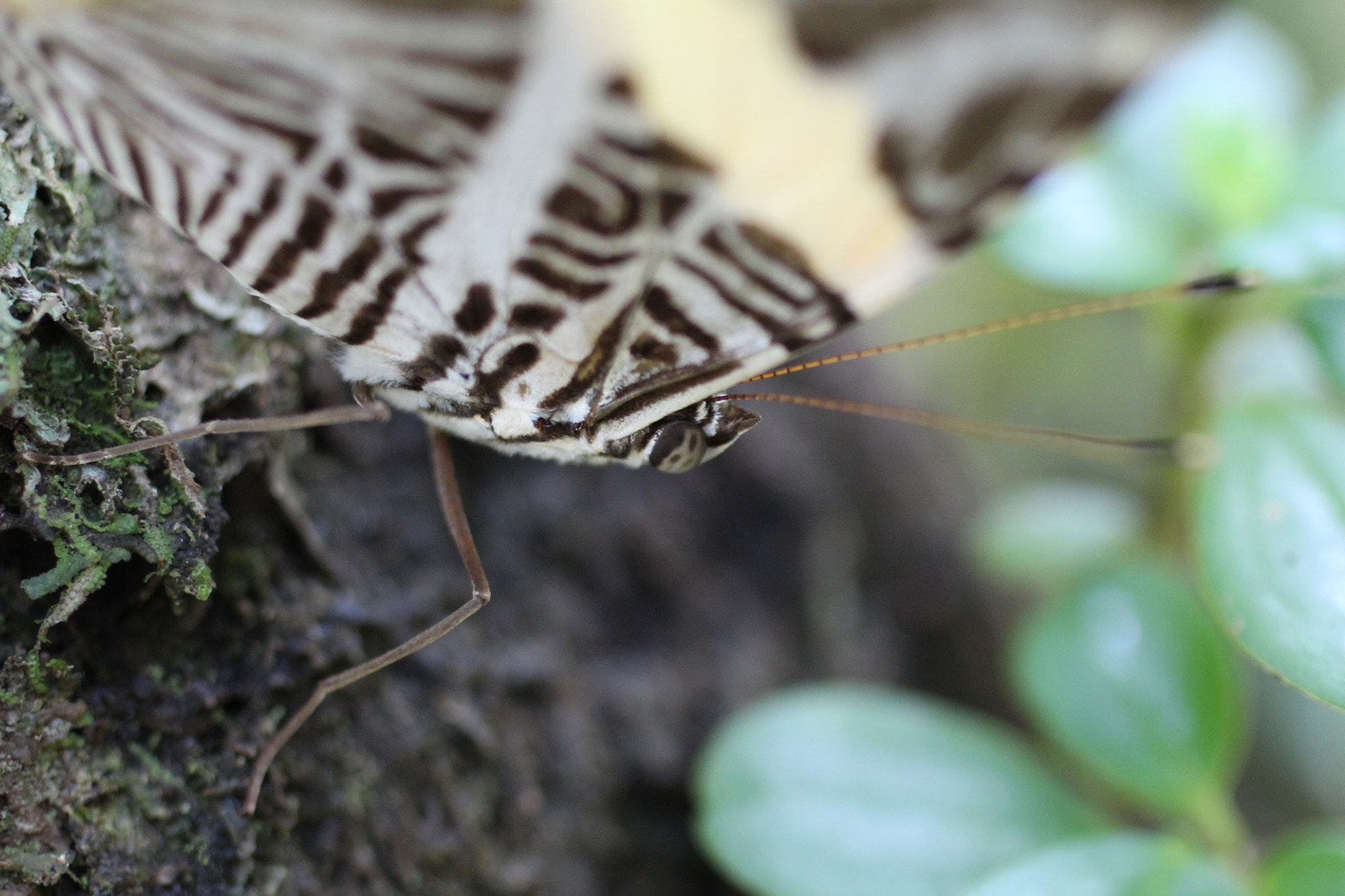 Canon EF 50mm F2.5 Macro sample photo. Seu ponto de vista... photography