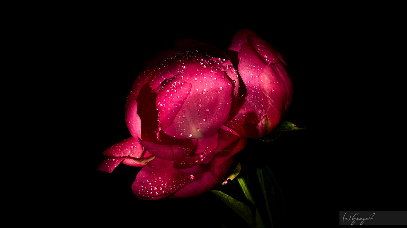 Sony Alpha NEX-5 + Sony E 30mm F3.5 Macro sample photo. Peony. photography