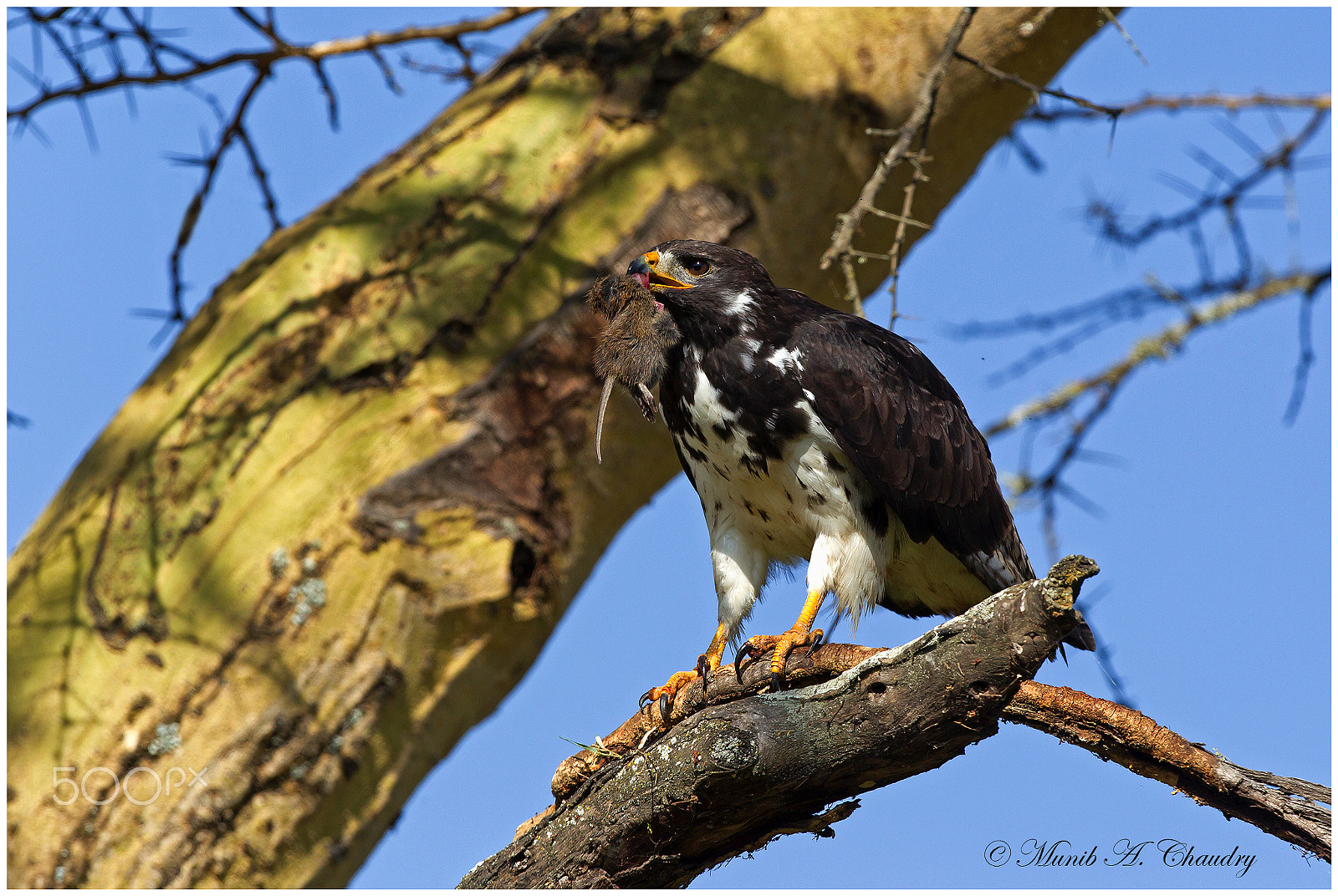 Canon EF 400mm F2.8L IS USM sample photo. The killer raptor! photography