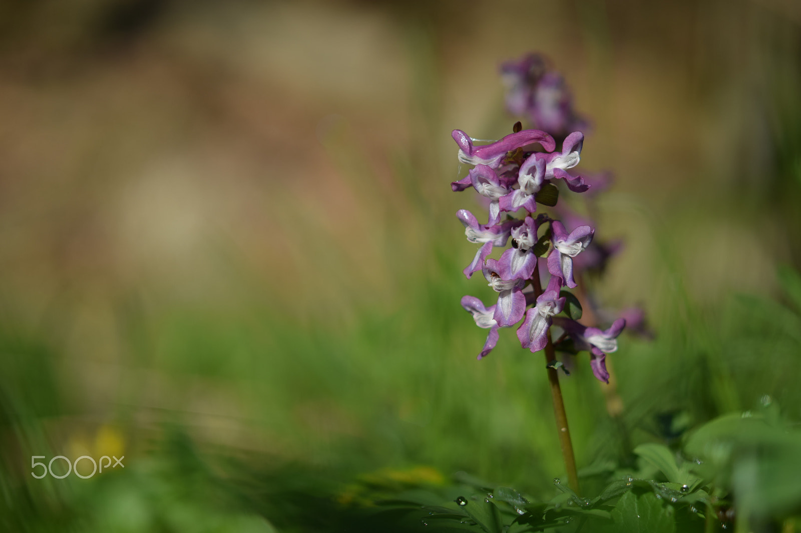 Nikon AF-S Micro-Nikkor 60mm F2.8G ED sample photo. Corydalis cava photography