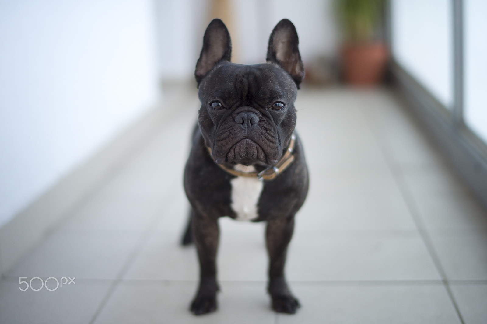 Nikon Df + Nikon AF-S Nikkor 58mm F1.4G sample photo. Dog statue photography