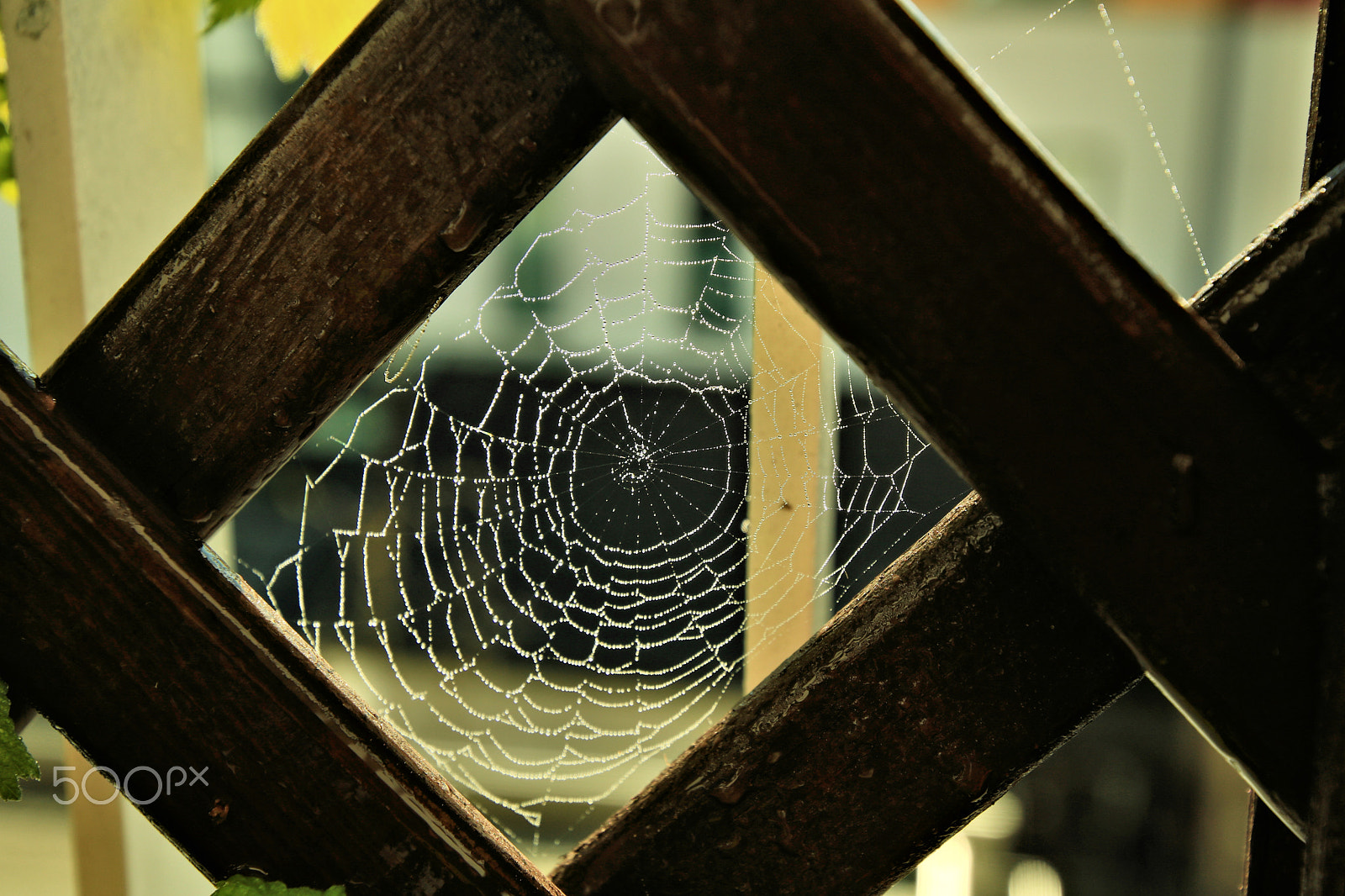 Canon EOS 750D (EOS Rebel T6i / EOS Kiss X8i) sample photo. The web1 photography