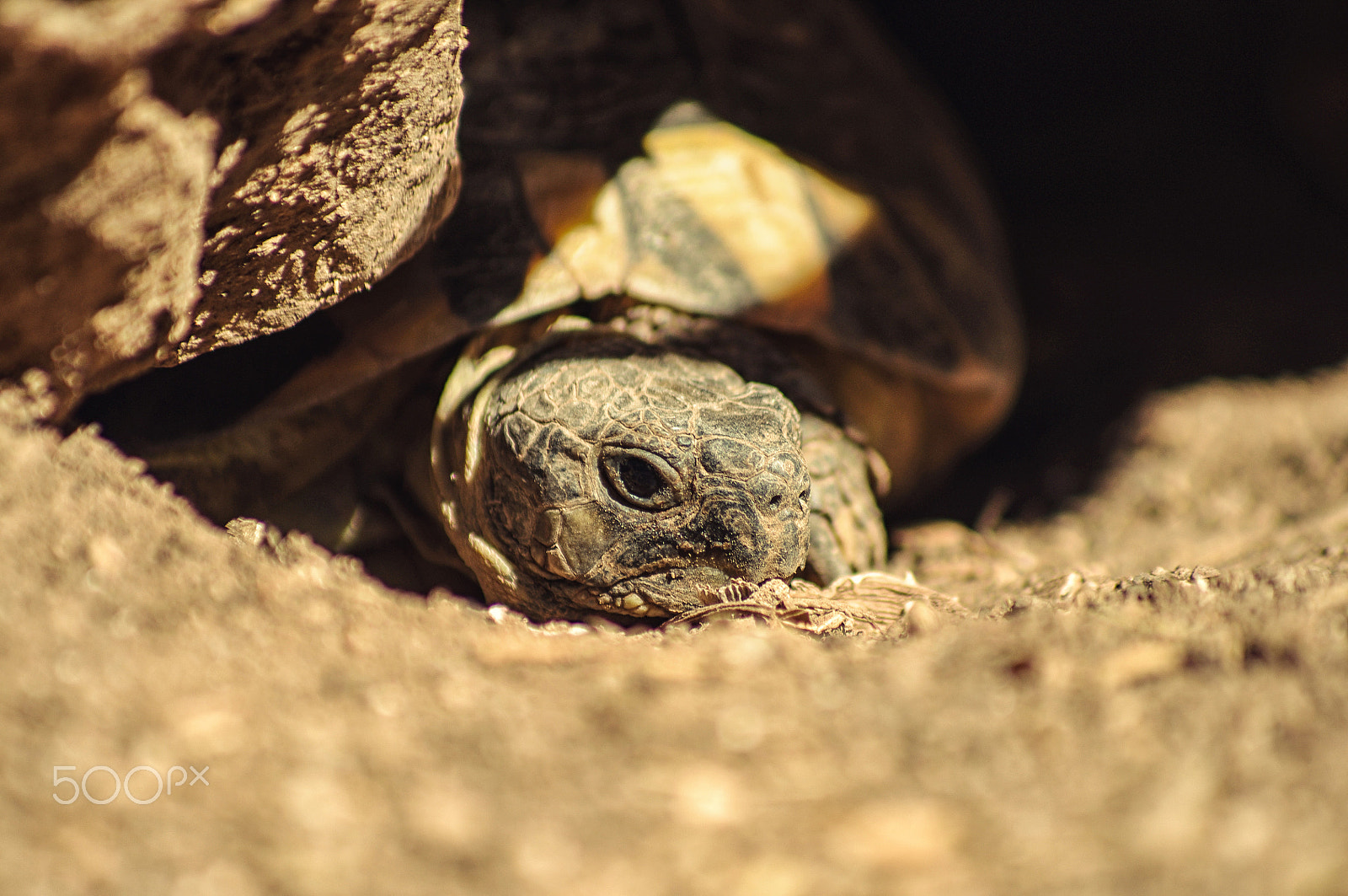 Pentax K-x sample photo. Earth turtle falling asleep photography