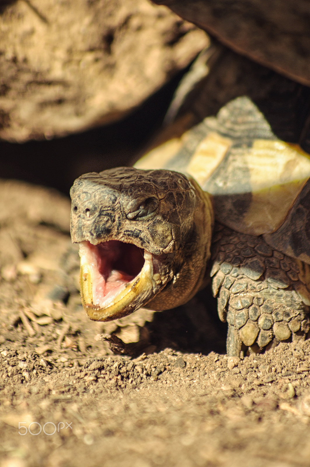smc PENTAX-FA 80-320mm F4.5-5.6 sample photo. Yawn wild earth turtle photography