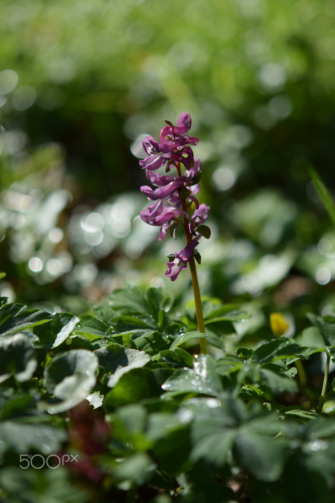 Nikon AF-S Micro-Nikkor 60mm F2.8G ED sample photo. Corydalis cava photography