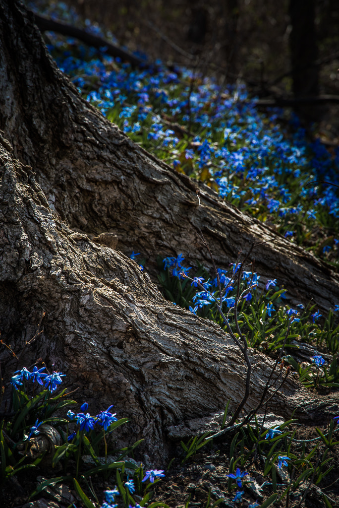 Nikon D600 sample photo. Springtime blue photography