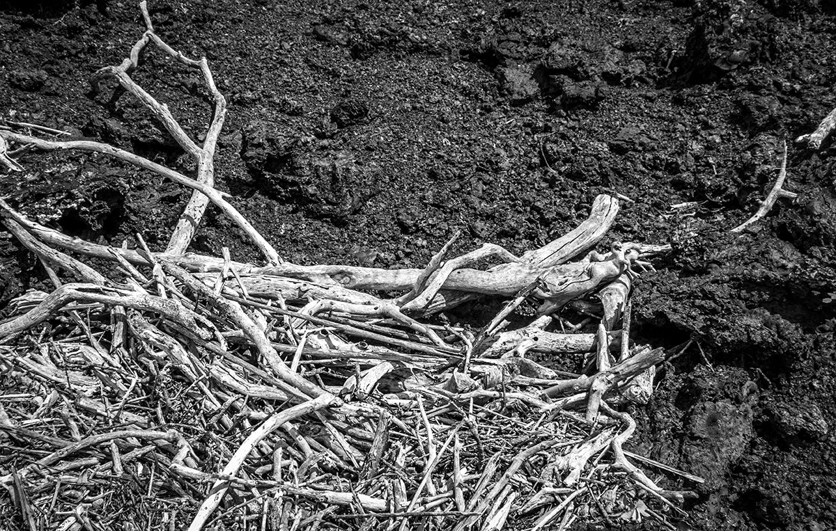 Canon EF-S 18-135mm F3.5-5.6 IS STM sample photo. Galapagos in black and white photography