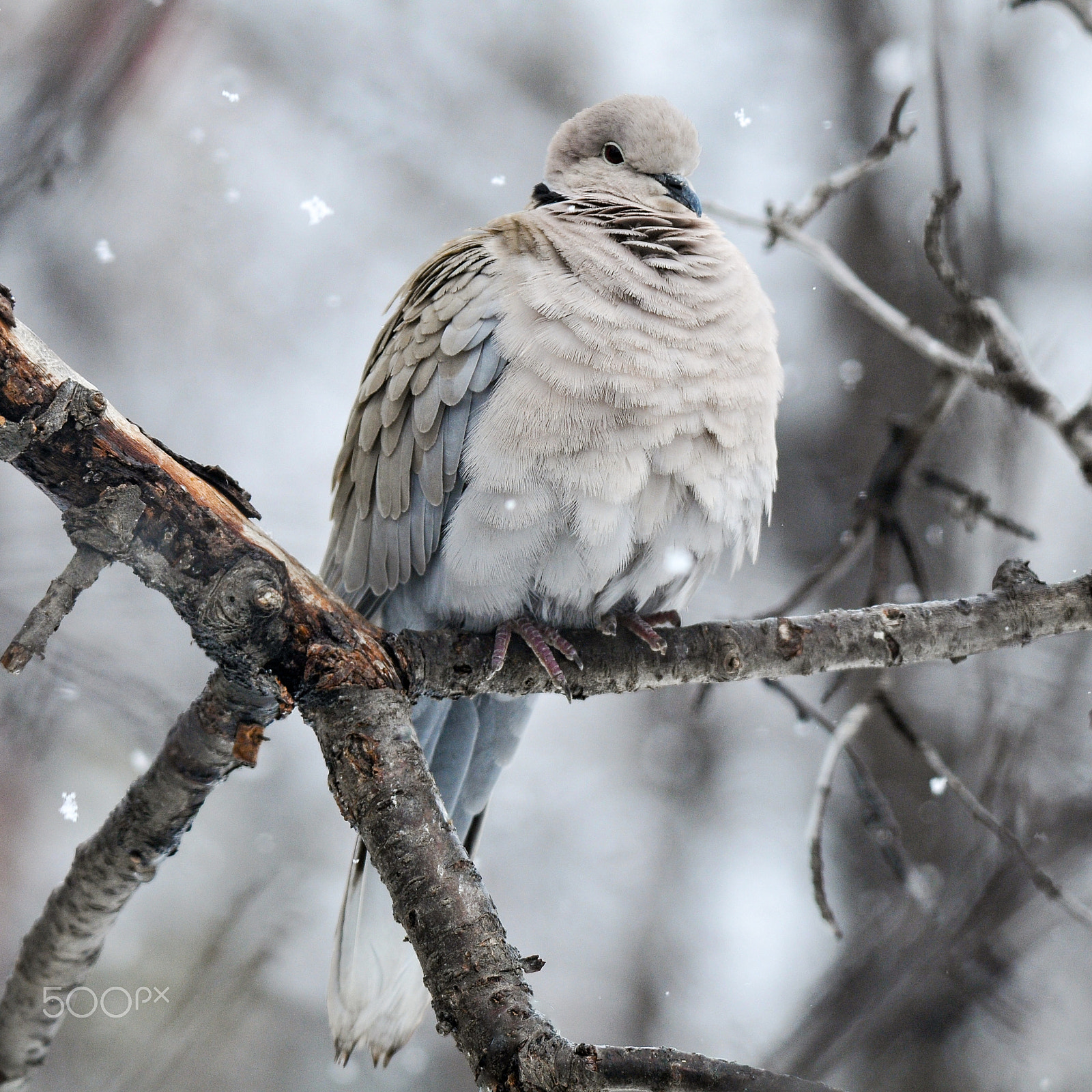 Nikon D300S sample photo. Snow puff photography