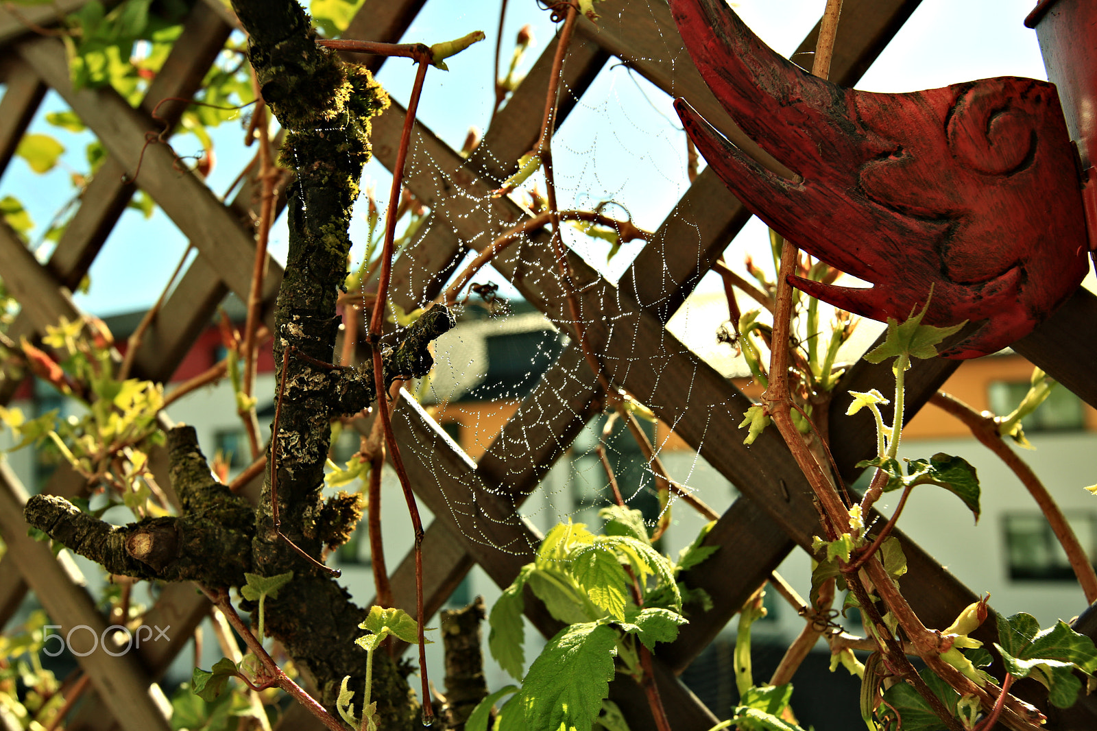 Canon EOS 750D (EOS Rebel T6i / EOS Kiss X8i) sample photo. The web4 photography