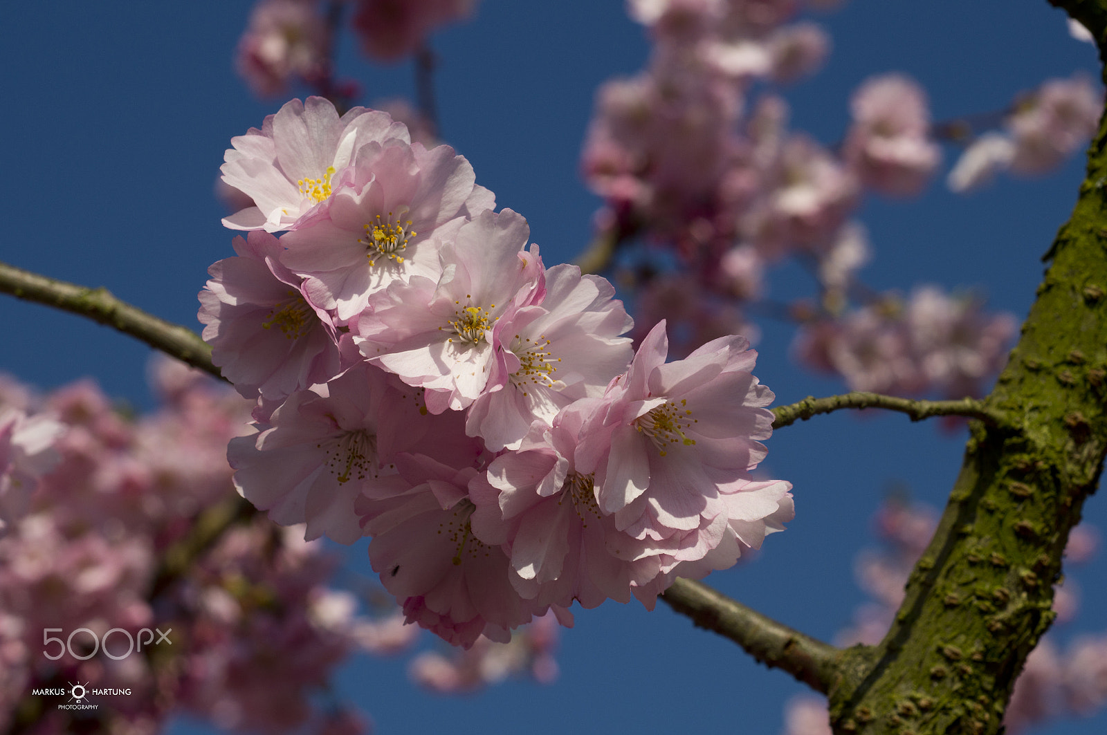 Sony SLT-A57 + MACRO 50mm F2.8 sample photo. Cherry blossom germany 2016 photography