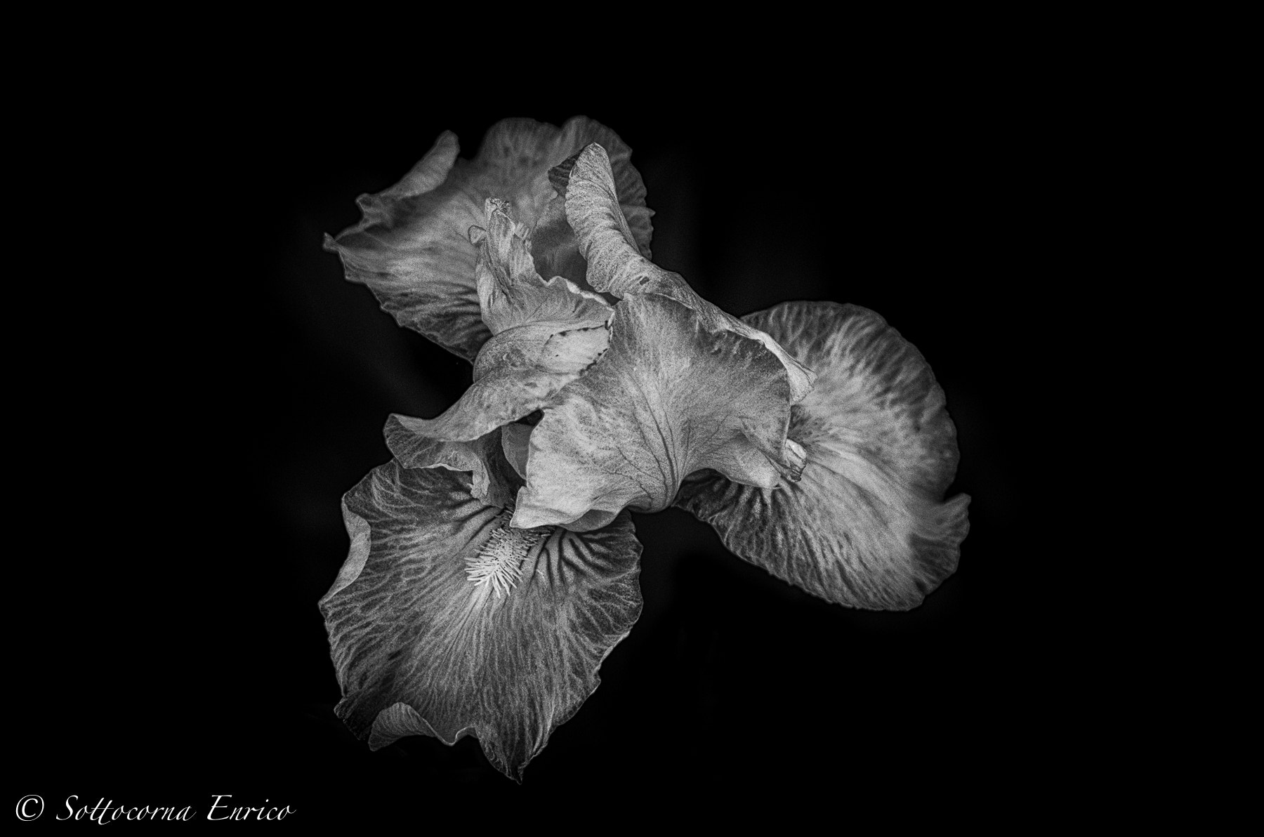 Pentax K-50 + Sigma sample photo. ..danzatrici.. photography