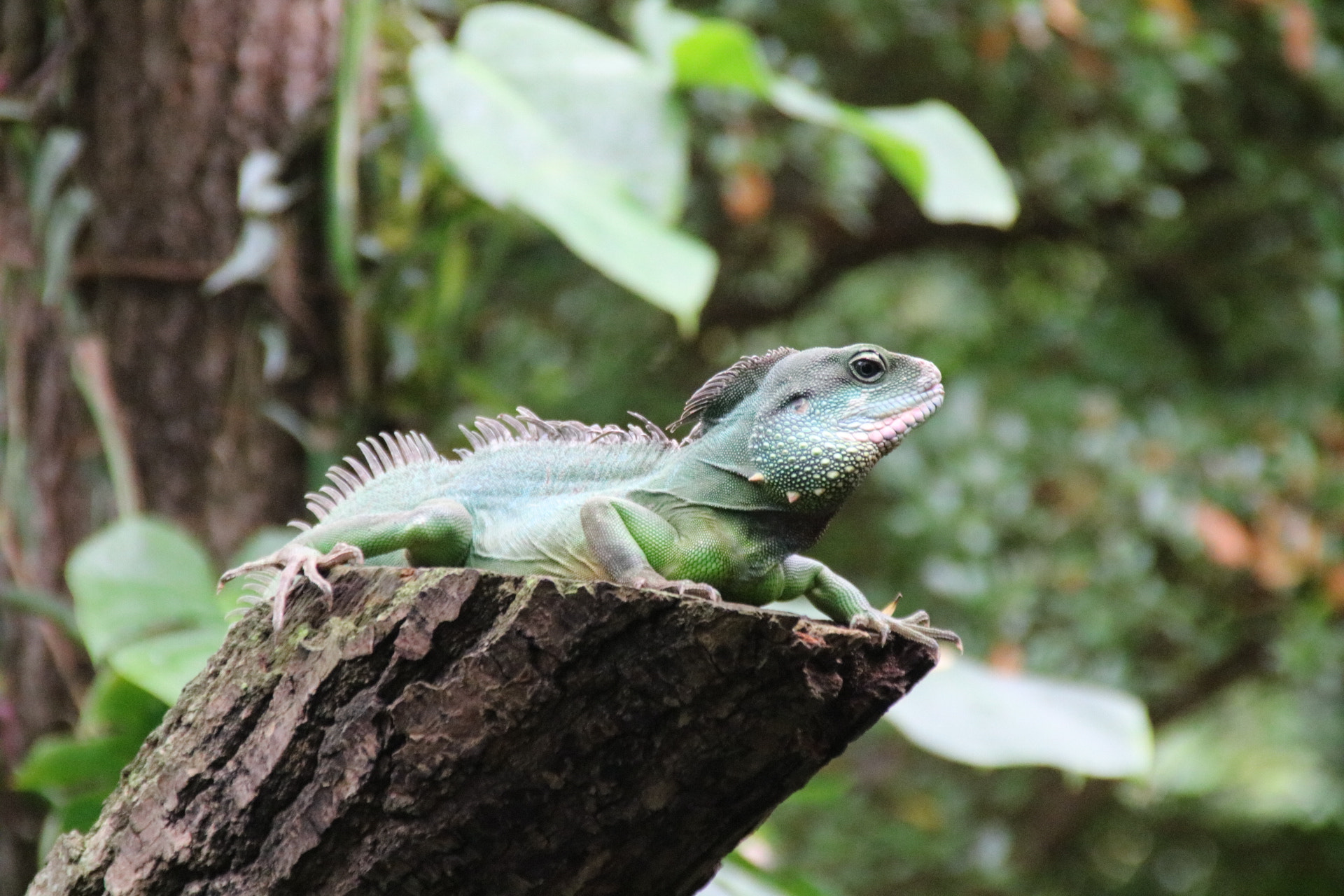 Canon EOS 760D (EOS Rebel T6s / EOS 8000D) sample photo. Iguana photography
