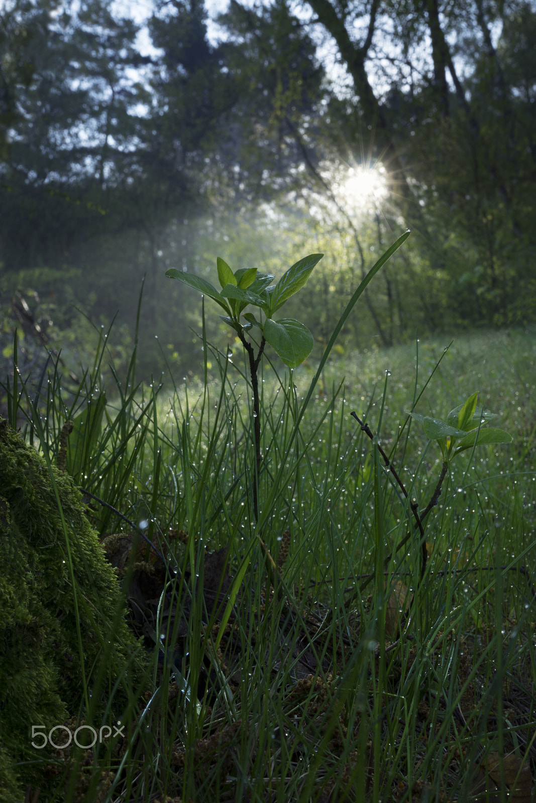 Sony a7R + Sony Distagon T* FE 35mm F1.4 ZA sample photo. Morning sunbeam photography