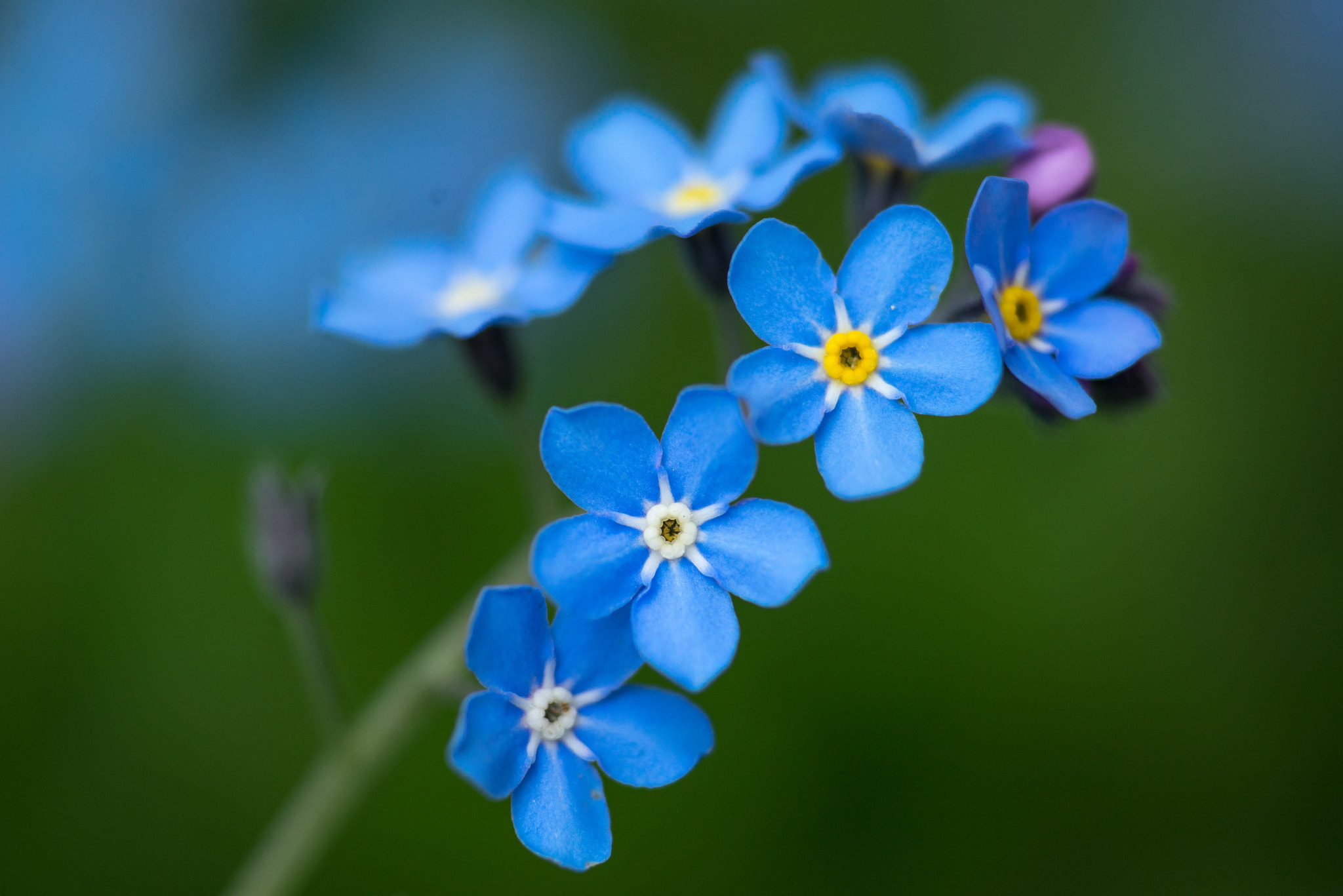 Sony a7R + Sony 70-400mm F4-5.6 G SSM sample photo. Forget me not photography