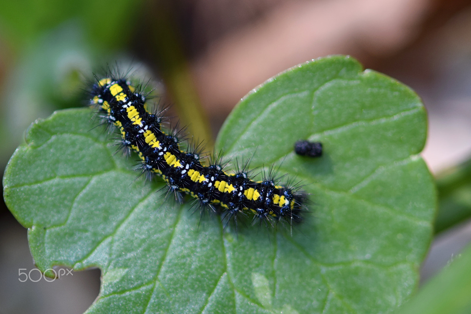 Nikon AF-S Micro-Nikkor 60mm F2.8G ED sample photo. Caterpilar photography