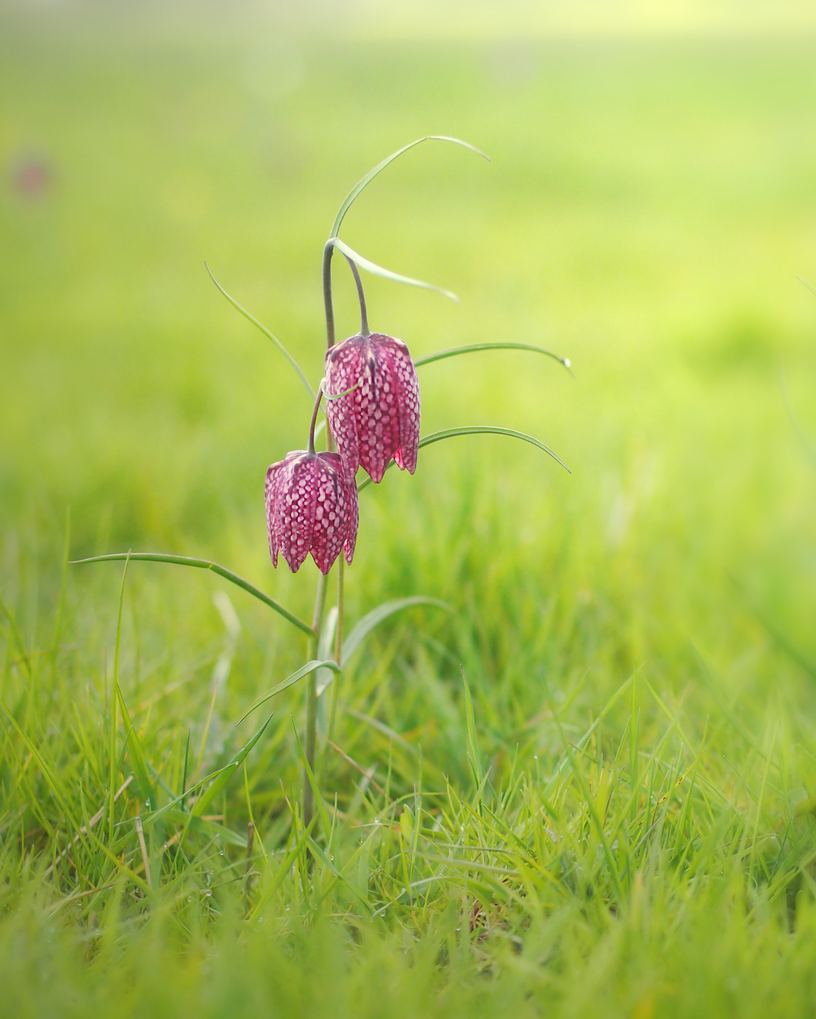 Olympus PEN E-P3 + Olympus M.Zuiko Digital 45mm F1.8 sample photo. Snakehead fritillary photography