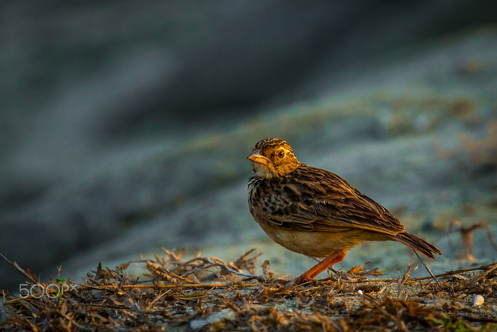Nikon Nikkor AF-S 300mm F4E PF ED VR sample photo. Jerdon’s bushlark photography