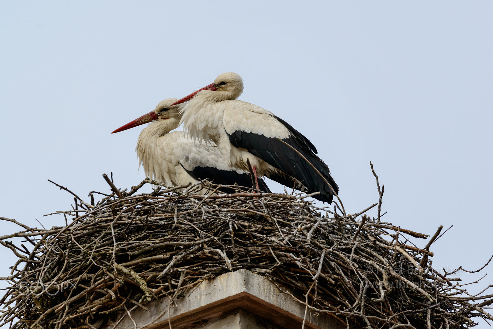 Sigma 150-600mm F5-6.3 DG OS HSM | S sample photo. Storchen paar photography