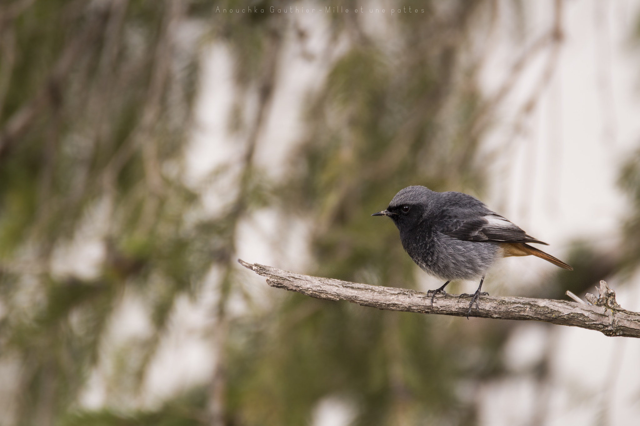 Tamron SP 150-600mm F5-6.3 Di VC USD sample photo. Black redstart photography