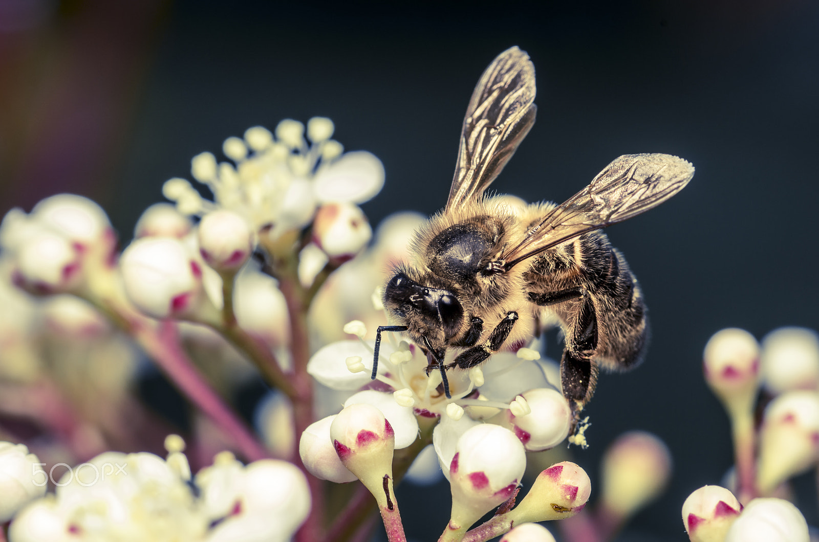 Tamron SP AF 90mm F2.8 Di Macro sample photo. Gathering bee macro photography