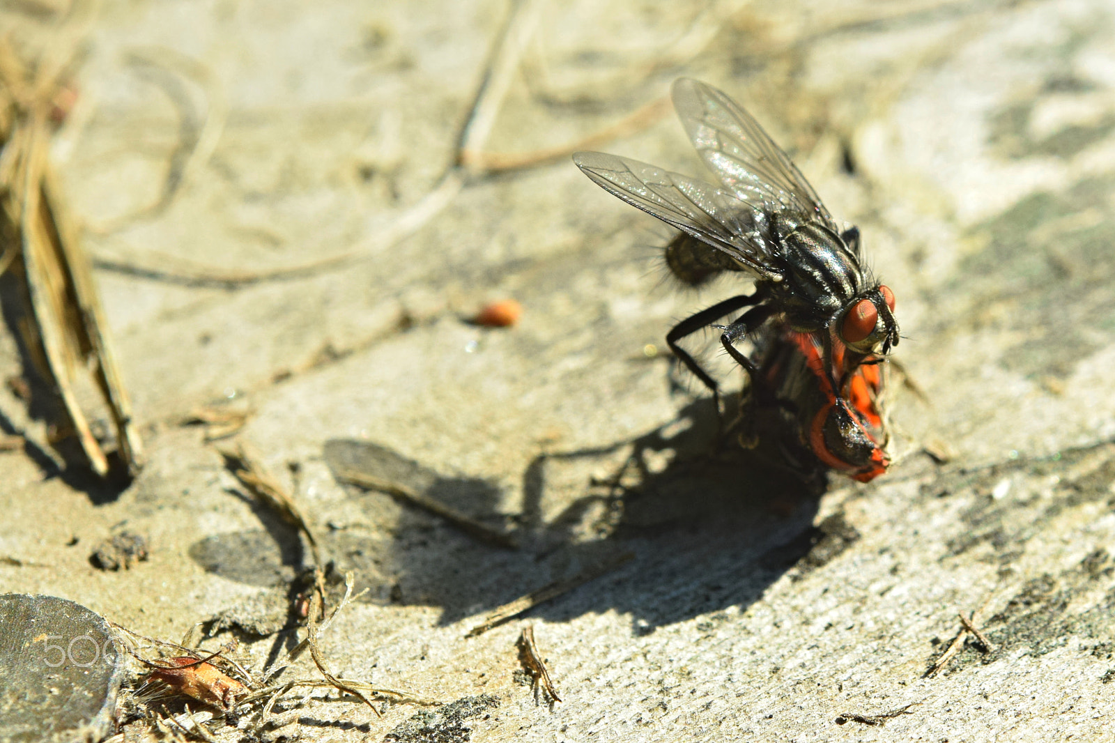 Nikon AF-S Micro-Nikkor 60mm F2.8G ED sample photo. Lunch time photography