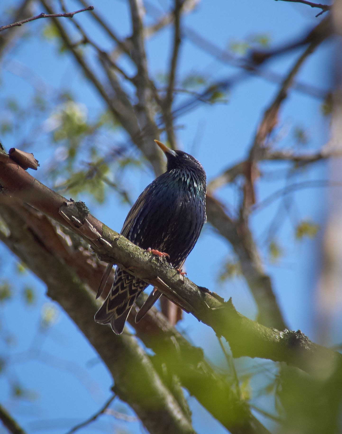 Sony SLT-A37 sample photo. Starling photography