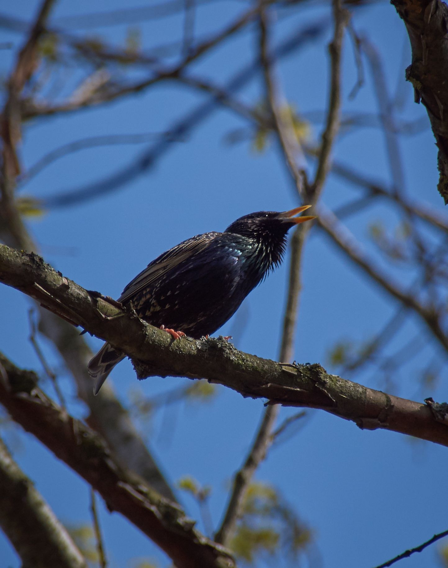 Sony SLT-A37 sample photo. Starling photography