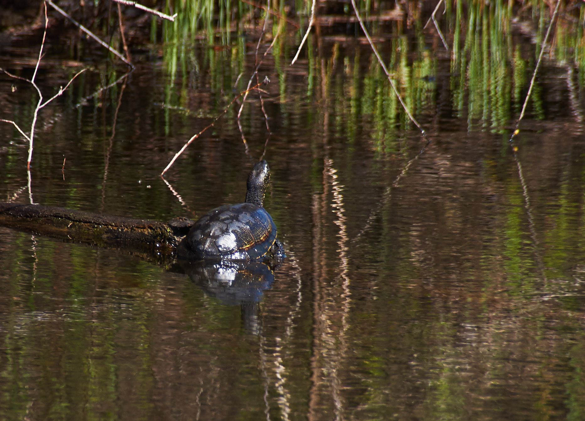 Sony SLT-A37 sample photo. Turtle photography