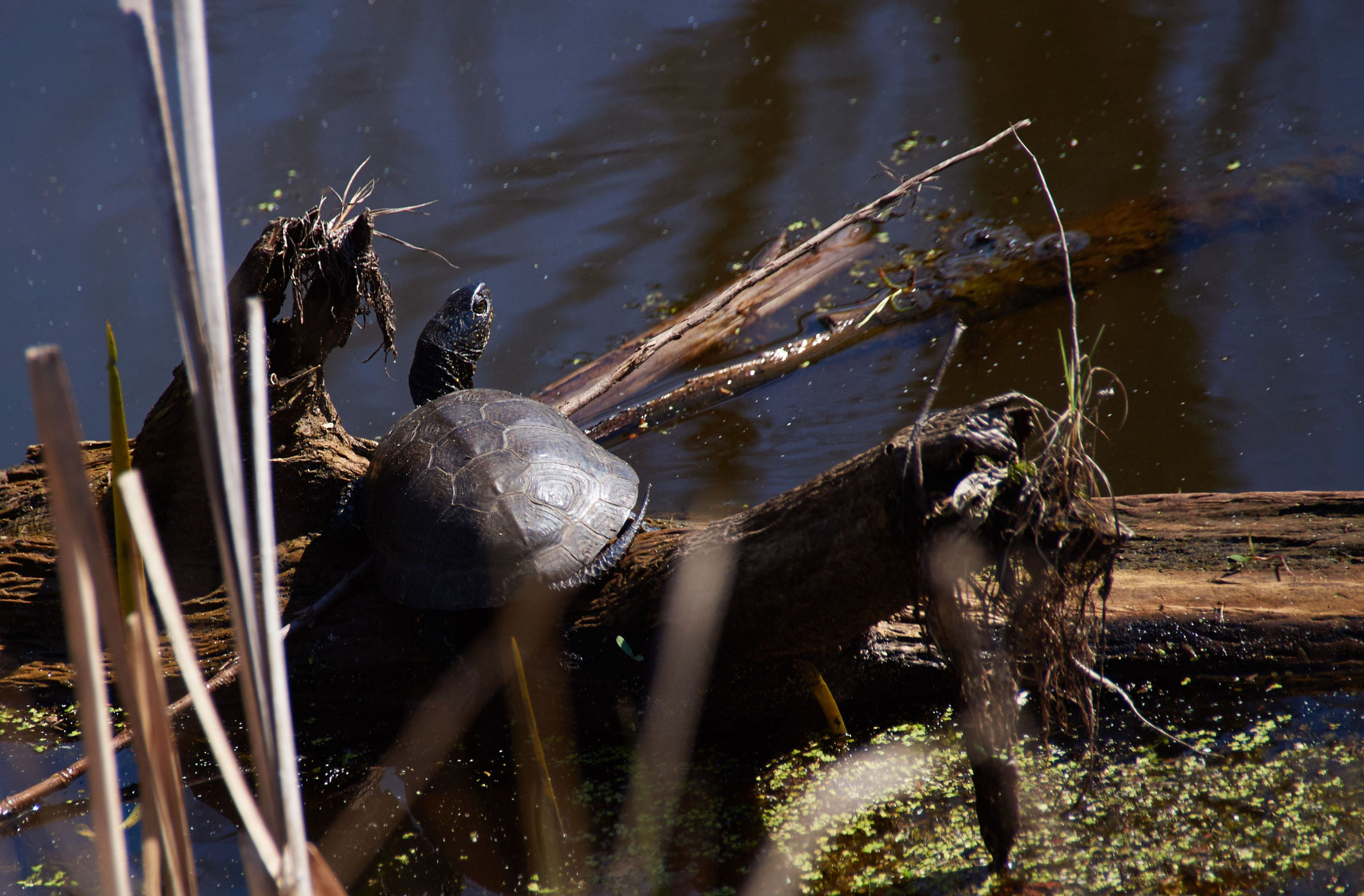 Sony SLT-A37 + Sony DT 18-250mm F3.5-6.3 sample photo. Turtle photography