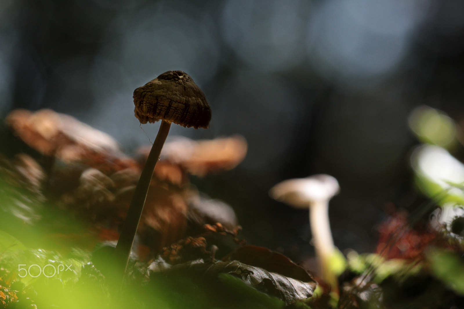 Canon EOS 50D + Sigma APO Macro 150mm f/2.8 EX DG HSM sample photo. Magic mushroom photography