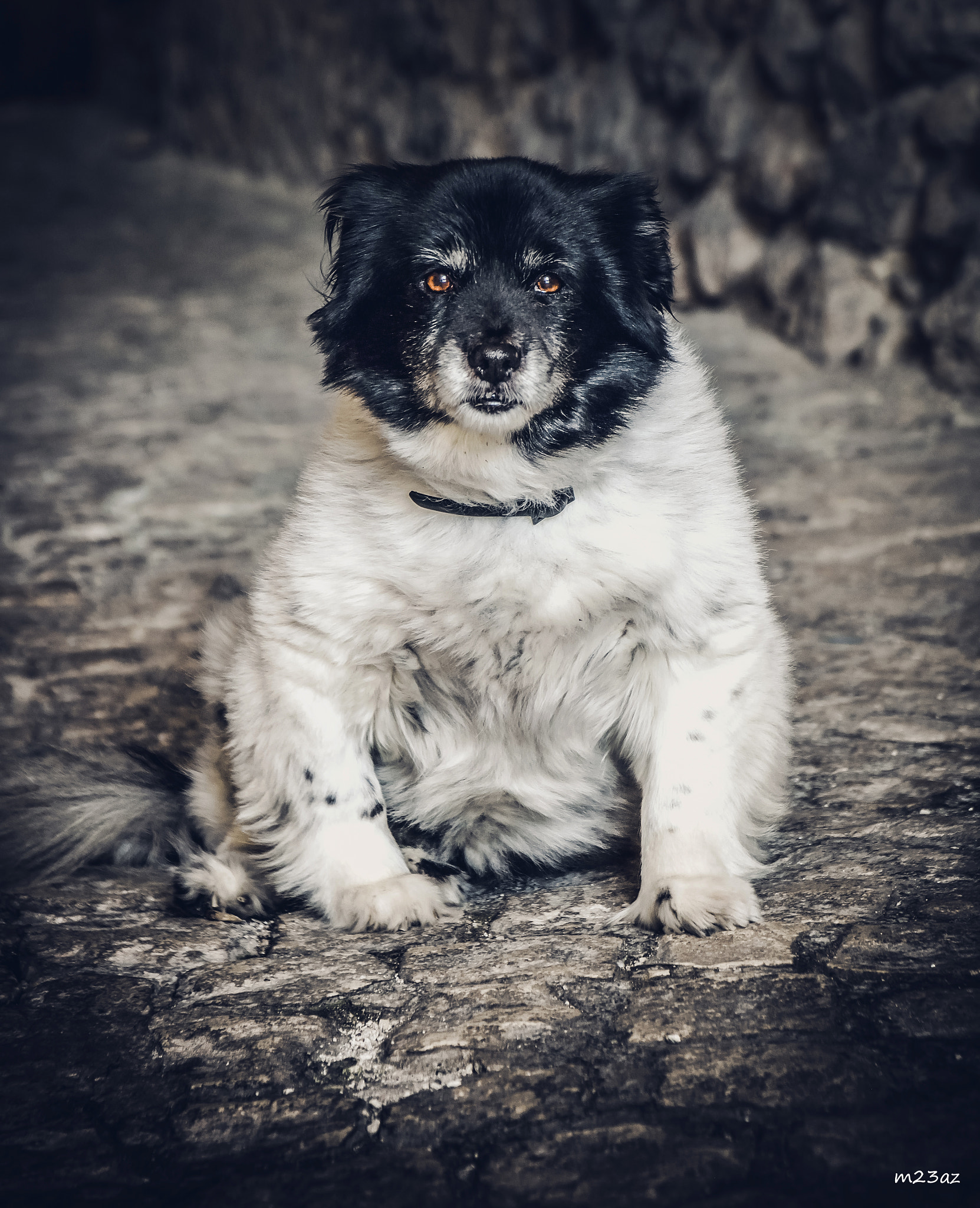 Sigma 17-70mm F2.8-4 DC Macro OS HSM | C sample photo. Dog street photography