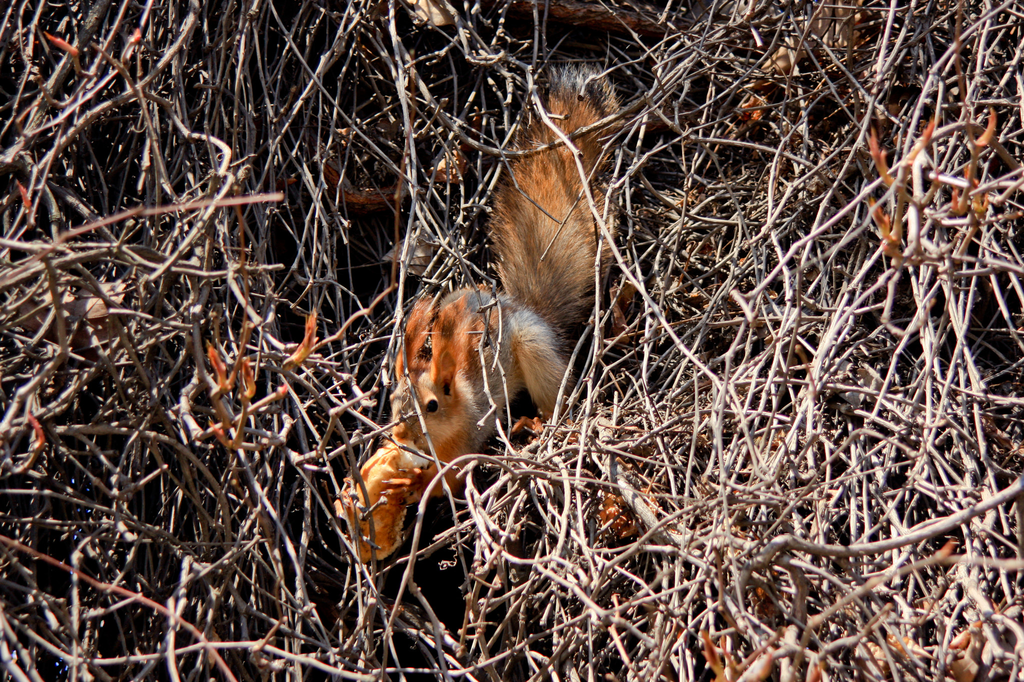 Canon EF 35-135mm f/4-5.6 USM sample photo. Squirrel.jpg photography