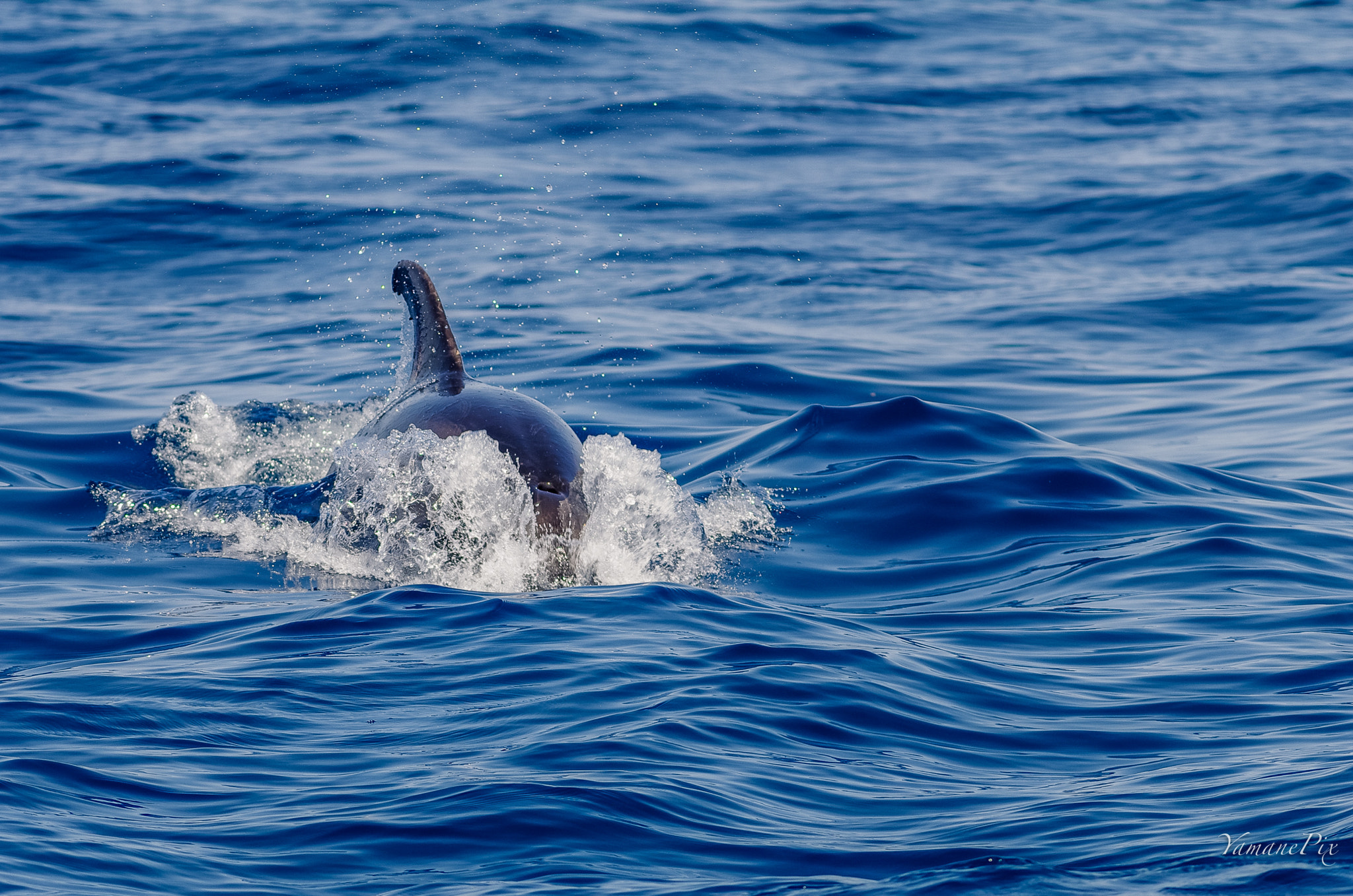 Pentax K-5 II + smc PENTAX-FA* 200mm F2.8 ED[IF] sample photo. Flipper le dauphin photography