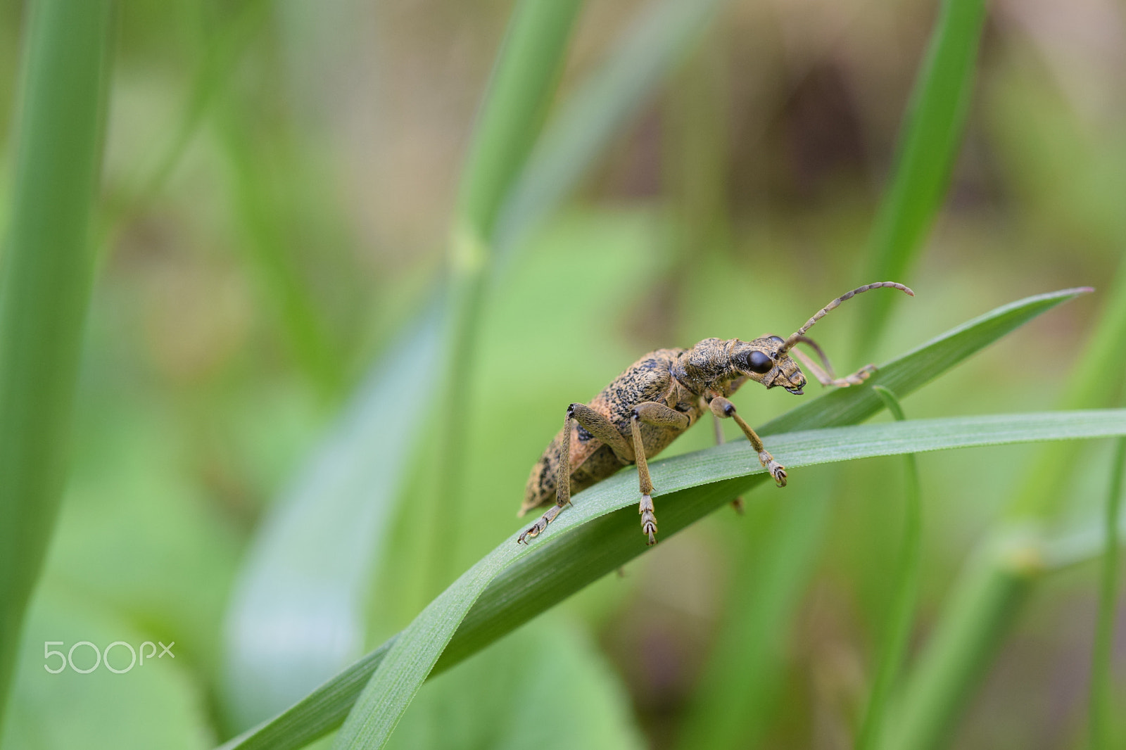 Nikon AF-S Micro-Nikkor 60mm F2.8G ED sample photo. Rhagium inquisitor photography