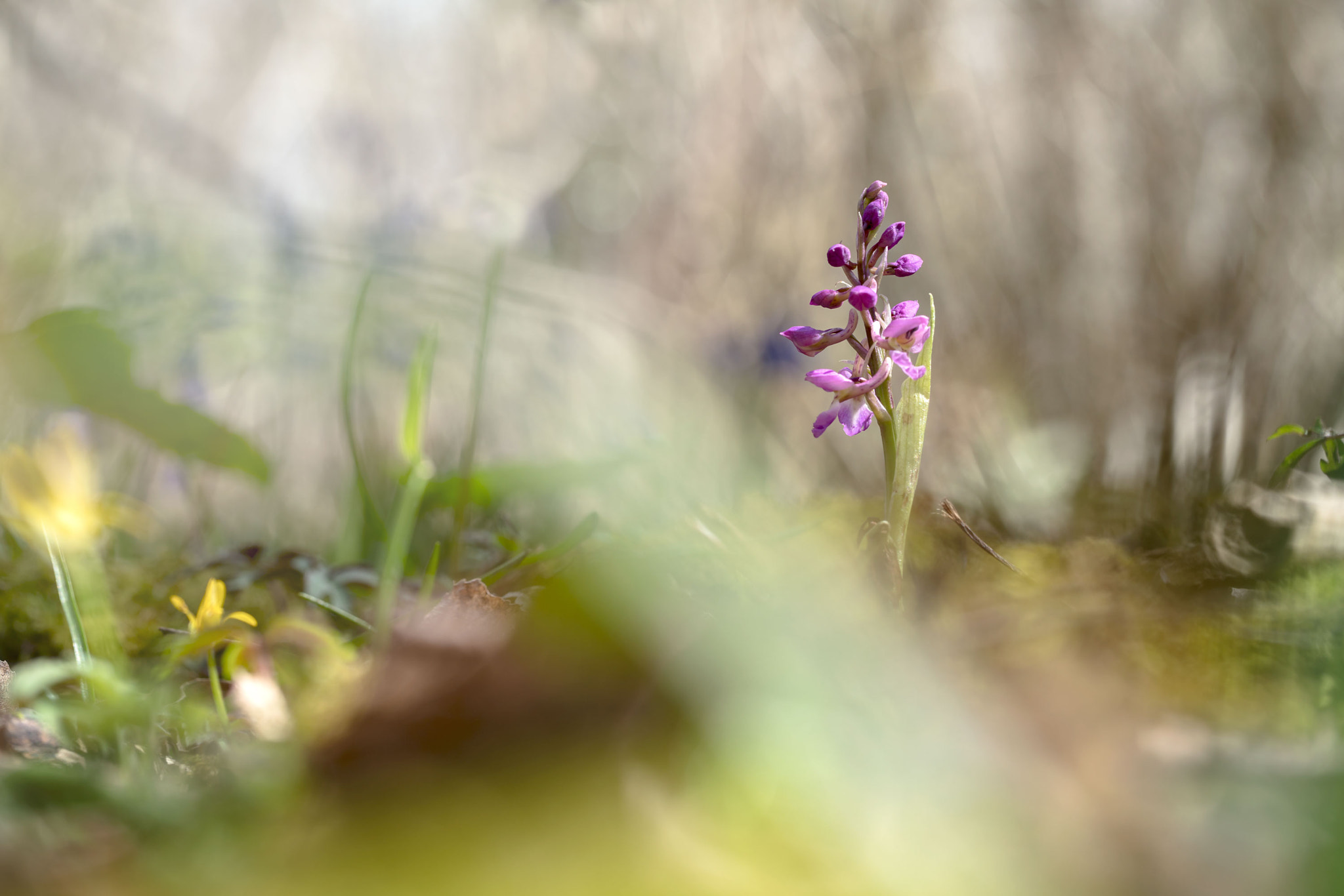 Sony a7R II + Canon EF 100mm F2.8L Macro IS USM sample photo. Early purple orchid photography