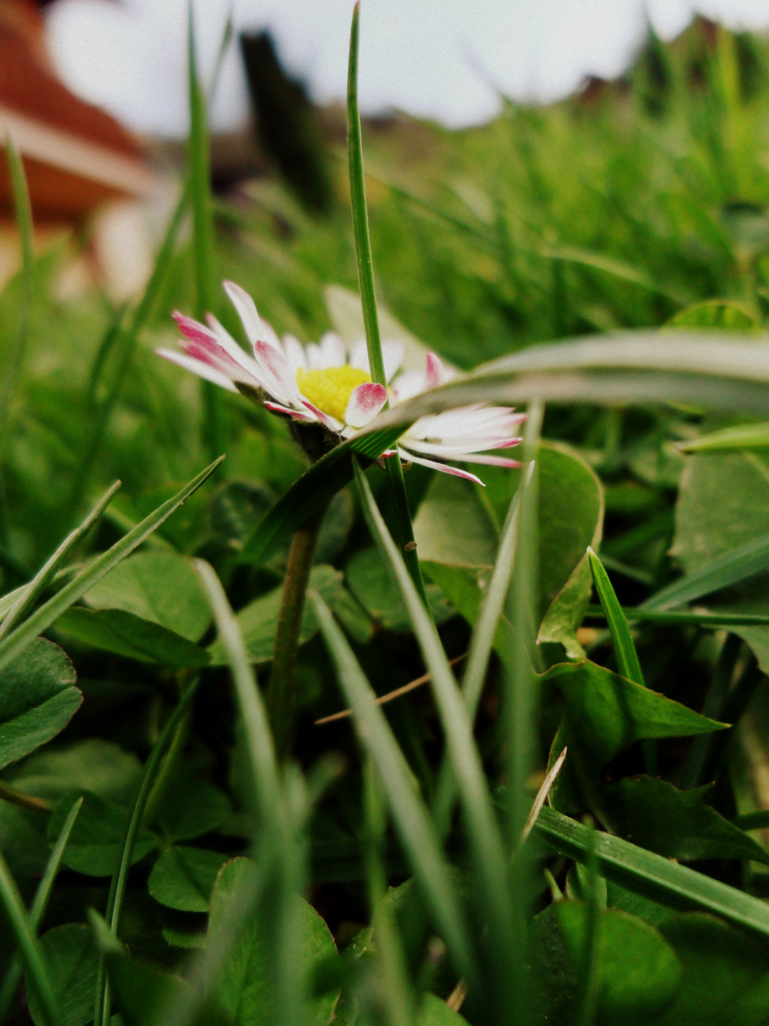 Samsung ES70, ES71 / VLUU ES70, ES71 /  SL600 sample photo. Daisy photography