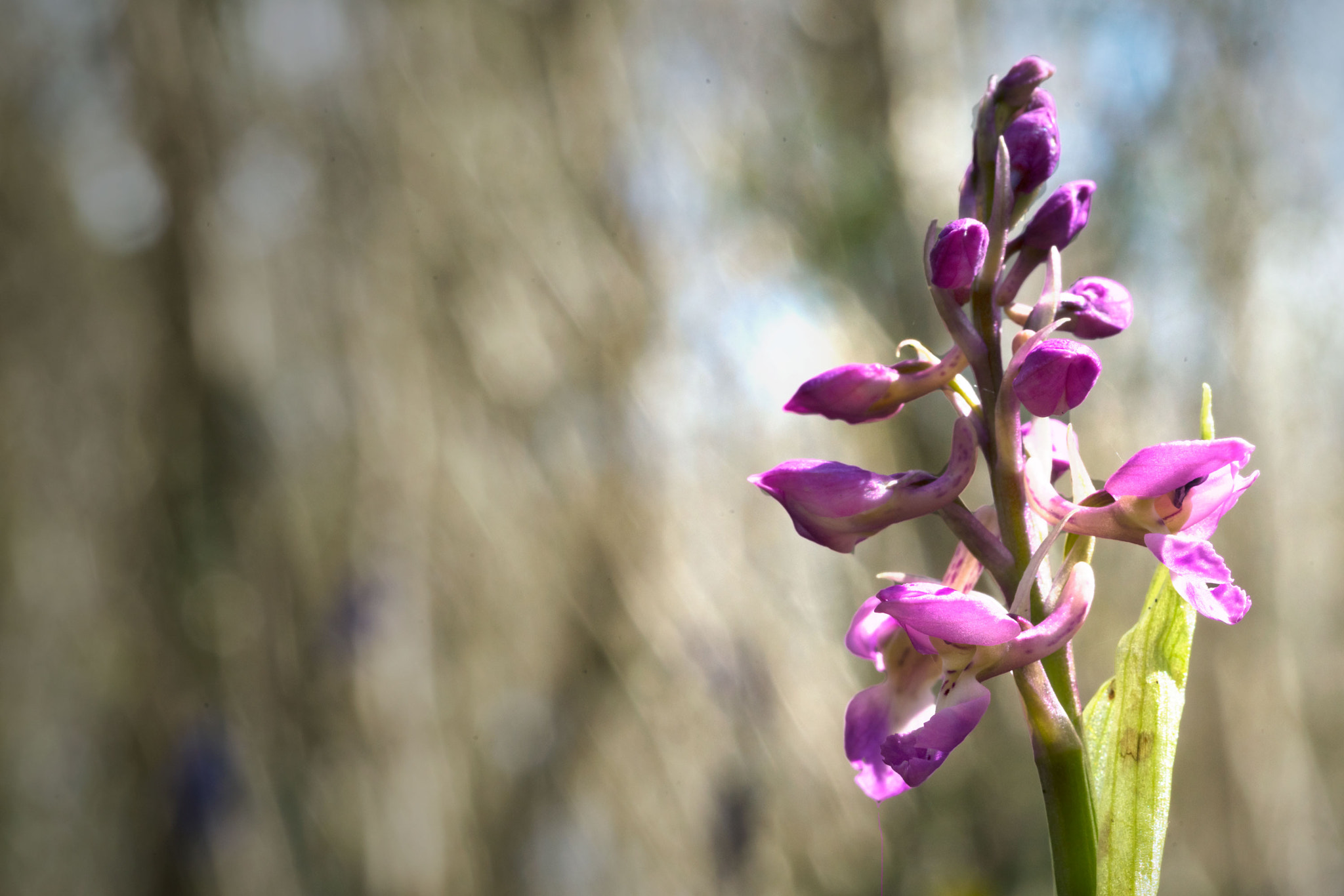 Sony a7R II + Canon EF 100mm F2.8L Macro IS USM sample photo. Early purple orchid close up photography