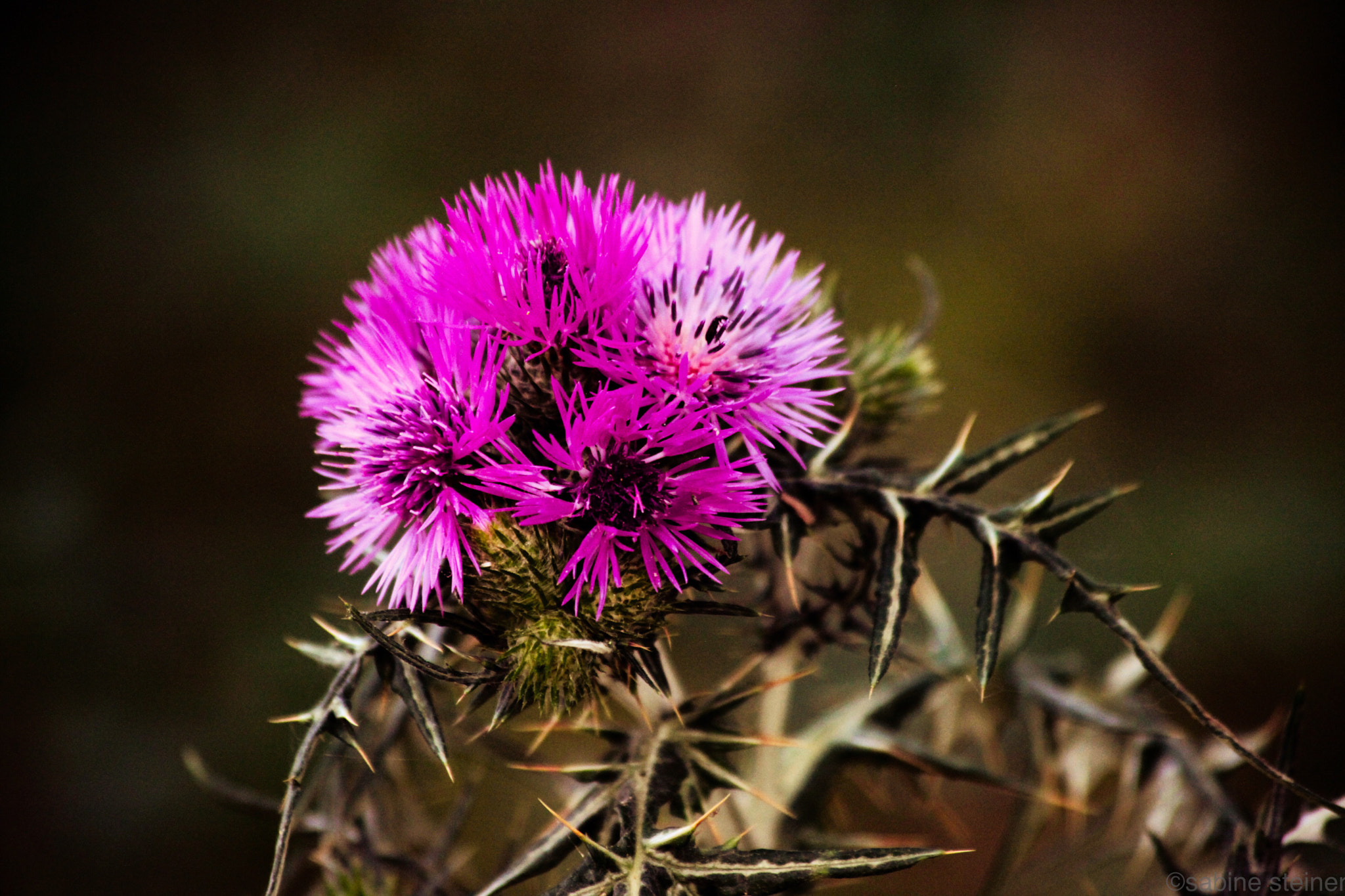 Canon EF 70-300mm F4-5.6 IS USM sample photo. Simply flower photography