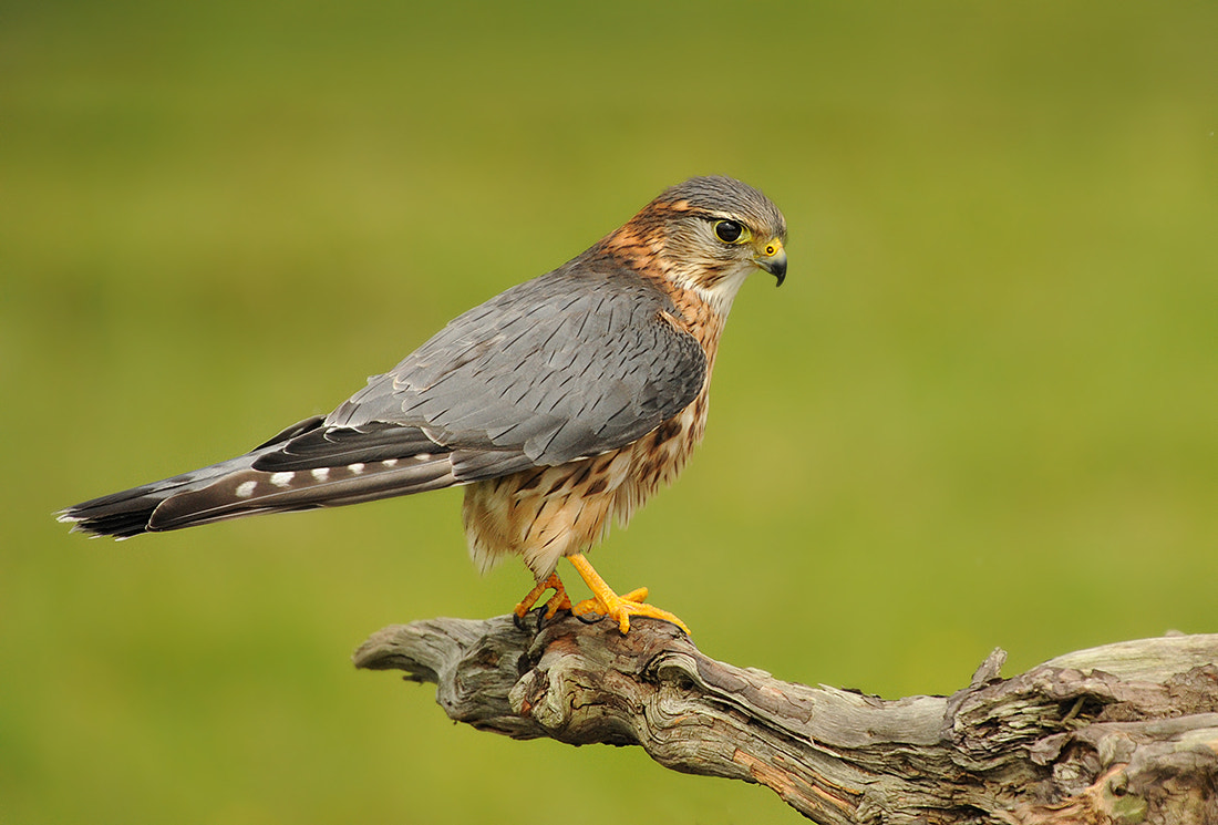 Sigma 50-500mm F4.5-6.3 DG OS HSM sample photo. Merlin photography