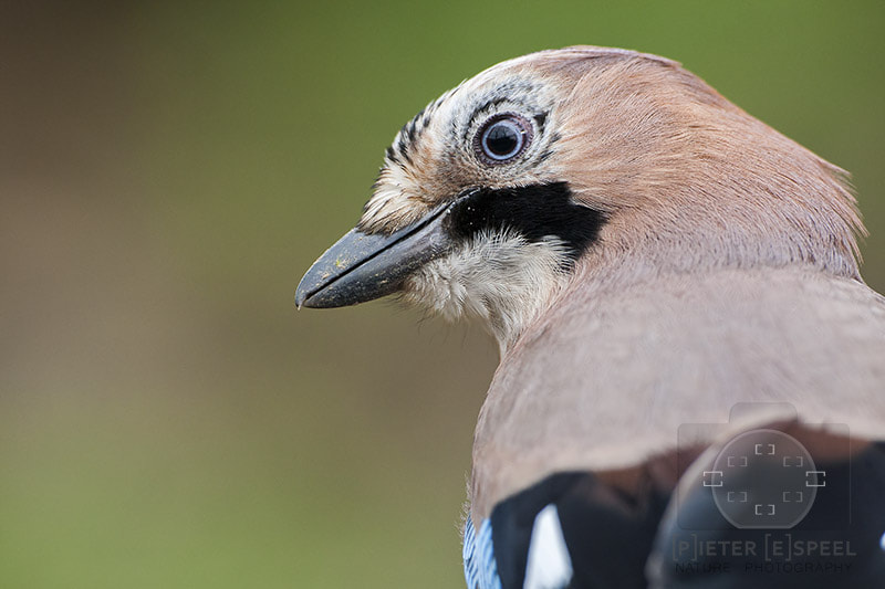 Canon EF 500mm F4L IS USM sample photo. Looking back... photography