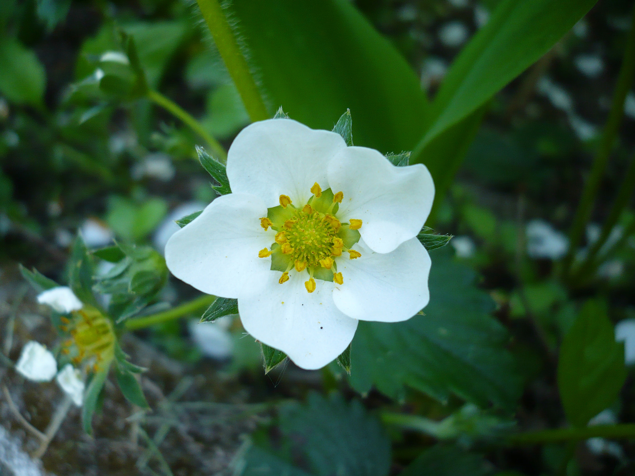 Panasonic DMC-LS60 sample photo. . photography