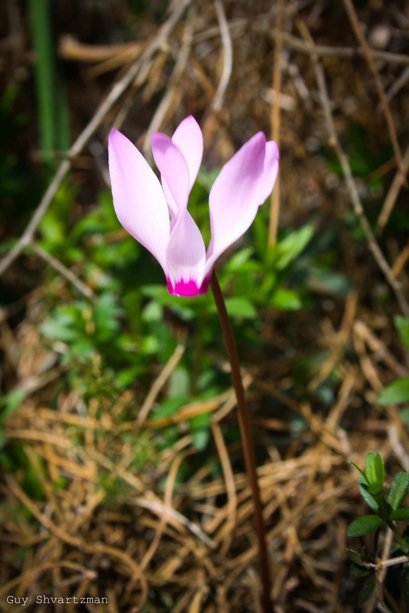 Canon EF-S 18-55mm f/3.5-5.6 USM sample photo. Cyclamen photography