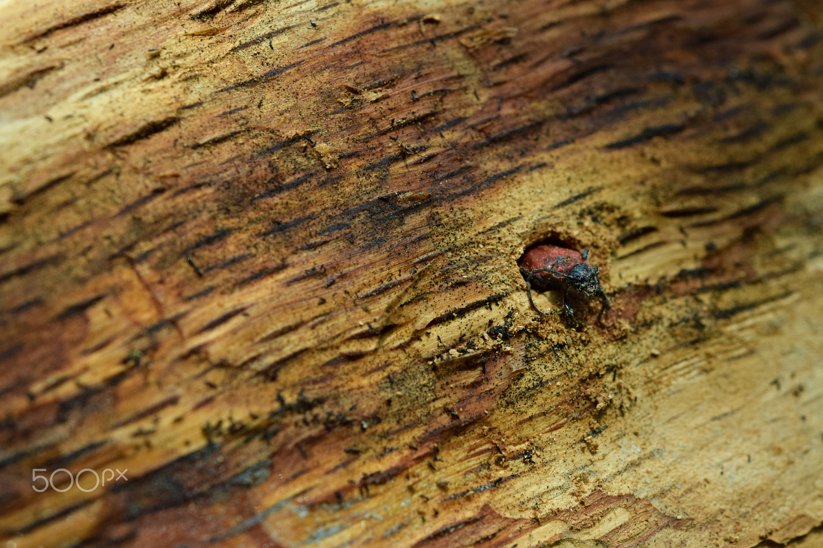 Nikon AF-S Micro-Nikkor 60mm F2.8G ED sample photo. Pyrrhidium sanguineum photography