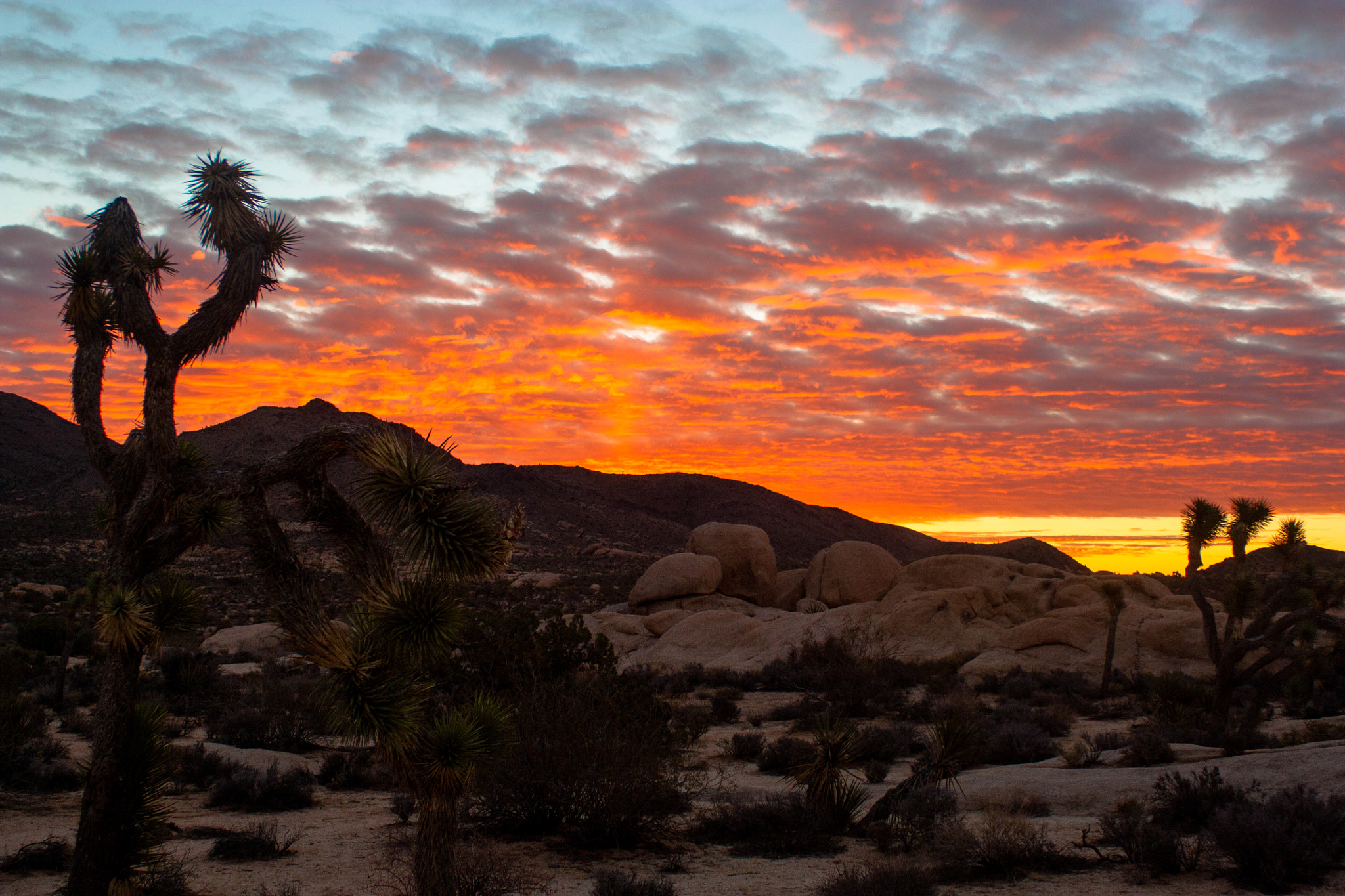 Canon EF 28-90mm f/4-5.6 USM sample photo. Joshua tree morning photography